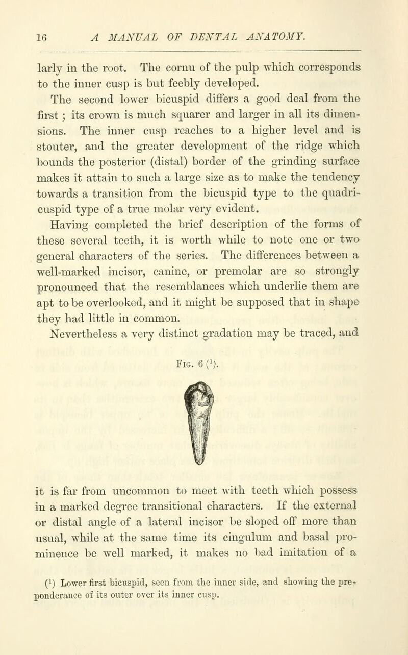 larly in the root. The coruu of the pulp which corresponds to the inner cusp is but feebly developed. The second lower bicuspid differs a good deal from the first; its crown is much squarer and larger in all its dimen- sions. The inner cusp reaches to a higher level and is stouter, and the greater development of the ridge which bounds the posterior (distal) border of the grinding surface makes it attain to such a large size as to make the tendency towards a transition from the bicuspid type to the quadri- cuspid type of a true molai- very evident. Having completed the brief description of the forms of these several teeth, it is worth while to note one or two- general characters of the series. The differences between a well-marked incisor, canine, or premolar are so strongly pronounced that the resemblances which underlie them are apt to be overlooked, and it might be supposed that in shape they had little in common. Nevertheless a very distinct gradation may be traced, and Fig. 6 ('). it is far from uncommon to meet with teeth which possess in a marked degree transitional characters. If the external or distal angle of a lateral incisor be sloped off more than usual, while at the same time its cingulum and basal pro- minence be well marked, it makes no bad imitation of a (1) Lower first bicuspid, seen from the iuner side, and sliowiiig the pre- ponderance of its outer over its inner cusp.
