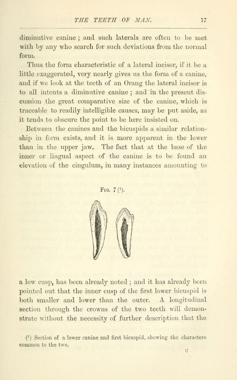 diminutive canine ; and such laterals ai'e often to be met with by any who search for such deviations from the normal form. Thus the form chai'acteristic of a lateral incisor, if it be a little exaggerated, very nearly gives vis the form of a canine, and if we look at the teeth of an Orang the lateral incisor is to all intents a diminutive canine ; and in the present dis- cussion the great comparative size of the canine, which is traceable to readily intelligible causes, may be put aside, as it tends to obscure the point to be here insisted on. Between the canines and the bicuspids a similar relation- ship in form exists, and it is more apparent in the lower than in the upper jaw. The fact that at the base of the inner or lingual aspect of the canine is to be found an elevation of the cingulum, in many instances amounting to Fia. 7 ('). a low cusp, has been already noted; and it has already been pointed out that the inner cusp of the first lower bicuspid is both smaller and lower than the outer, A longitudinal section through the crowns of the two teeth will demon- strate without the necessity of further description that the (') Section of a lower canine and first bicuspid, showing the characteiB common to the two. C