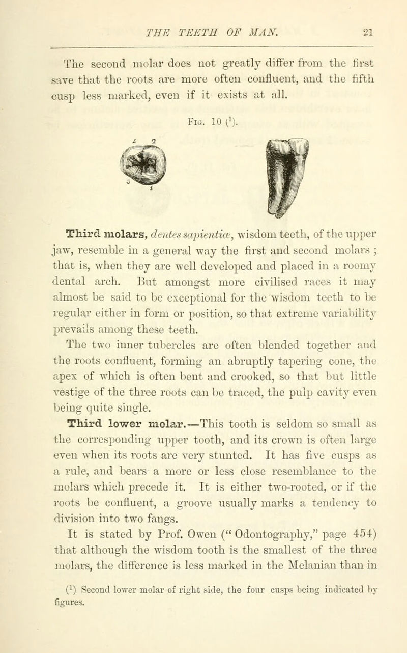 The second Biolar does not greatly differ from the first save that the roots are more often confluent, and the fifth cusp less marked, even if it exists at all. Fig. 10 (1). Third molars, denies sapientia^, wisdom teeth, of the upper jaw, resemble in a general way the first and second molars ; that is, when they are well developed and placed in a roomy dental arch. But amongst more civilised races it may almost be said to be exceptional for the wisdom teeth to be vegidar either in form or position, so that extreme varial)ility prevails among these teeth. The two inner tubercles are often l)lended together and the roots confluent, forming an abruptly tapering cone, the apex of which is often bent and crooked, so that but little vestige of the three roots can be traced, the pulp cavity even being quite single. Third lower molar.—This tooth is seldom so small as the corresponding upper tooth, and its crown is often large even w^hen its roots are very stunted. It has five cusps as a rule, and bears a more or less close resemblance to the molars which precede it. It is either two-rooted, or if the roots be confluent, a groove usually marks a tendency to division into two fangs. It is stated by Prof. Owen ( Odontography, page 454) that although the wisdom tooth is the smallest of the three molars, the difference is less marked in the Melanian than in (1) Second lower molar of right side, the four cusps being indicated by figures.