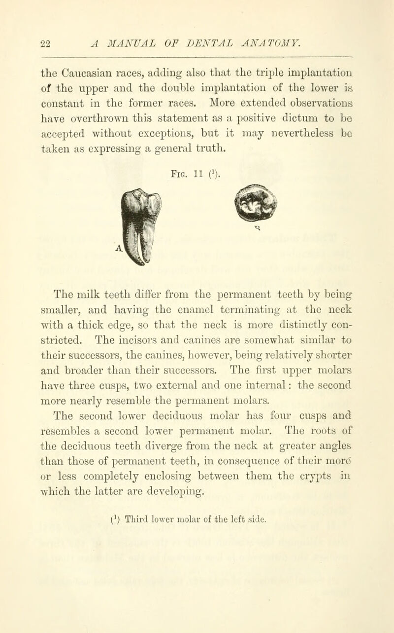 the Caucasian races, adding also that the trii)le implantation of the upper and the double implantation of the lower is constant in the former races. More extended observations have overthrown this statement as a positive dictum to bo accepted without excejjtions, but it may nevertheless bo taken as expressing a general truth. Fig. 11 (1). The milk teeth differ from the permanent teeth by being smaller, and having the enamel terminating at the neck with a thick edge, so that the neck is more distinctly con- stricted. The incisors and canines are somewhat similar to their successors, the canines, however, being relatively shorter and broader than their successors. The first upper molars have three cusps, two external and one internal: the second more nearly resemble the permanent molars. The second lower deciduous molar has four cusps and resembles a second lower permanent molar. The roots of the deciduous teeth diverge from the neck at greater angles than those of permanent teeth, in consequence of their mor6 or less completely enclosing between them the crypts in which the latter are developing. (^) Third lowei' molar of the left side.