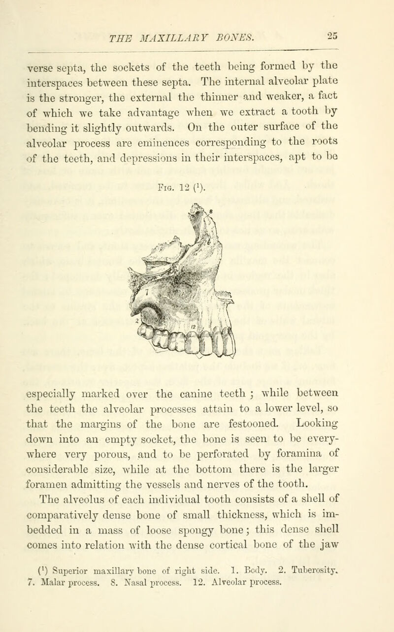 verse septa, the sockets of the teeth being formed by the interspaces between these septa. The internal alveolar plate is the stronger, the external the thinner and weaker, a fact of which we take advantage when we extract a tooth by- bending it slightly outwards. On the outer surface of the alveolar process are eminences corresponding to the roots of the teeth, and depressions in their interspaces, apt to bo especially marked over the canine teeth ; while between the teeth the alveolar processes attain to a lower level, so that the margins of the bone are festooned. Looking down into an empty socket, the bone is seen to be every- where very porous, and to be perforated by foramina of considerable size, while at the bottom there is the larger foramen admitting the vessels and nerves of the tooth. The alveolus of each individual tooth consists of a shell of comparatively dense bone of small thickness, which is im- bedded in a mass of loose spongy bone; this dense shell comes into relation with the dense cortical bone of the jaw (') Superior maxillary boue of riglit side. 1. Boily. 2. Tuberosity. 7. JIalar process. 8. Nasal process. 12. Alveolar process.