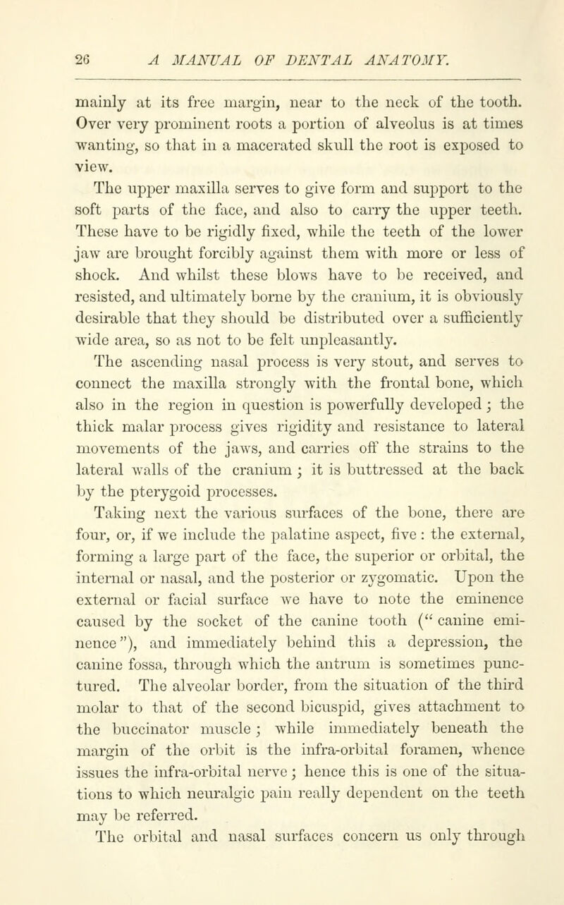 mainly at its free margin, near to the neck of the tooth. Over very prominent roots a portion of alveolus is at times wanting, so that in a macerated skull the root is exposed to view. The upper maxilla serves to give form and support to the soft parts of the face, and also to carry the upper teeth. These have to be rigidly fixed, while the teeth of the lower jaw are brought forcibly against them with more or less of shock. And whilst these blows have to be received, and resisted, and ultimately borne by the cranium, it is obviously desirable that they should be disti-ibuted over a sufficiently wide area, so as not to be felt unpleasantly. The ascending nasal process is very stout, and serves to connect the maxilla strongly with the frontal bone, which also in the region in question is powerfully developed ; the thick malar process gives rigidity and resistance to lateral movements of the jaws, and carries off the strains to the lateral walls of the cranium ; it is buttressed at the back by the pterygoid processes. Taking next the various surfaces of the bone, there are four, or, if we include the palatine aspect, five: the external, forming a large part of the face, the superior or orbital, the internal or nasal, and the posterior or zygomatic. Upon the external or facial surface we have to note the eminence caused by the socket of the canine tooth ( canine emi- nence), and immediately behind this a depression, the canine fossa, through which the antrum is sometimes punc- tured. The alveolar border, from the situation of the third molar to that of the second bicuspid, gives attachment to the buccinator muscle; while immediately beneath the margin of the orbit is the infra-orbital foramen, whence issues the infra-orbital nerve; hence this is one of the situa- tions to which neuralgic pain really dependent on the teeth may be referred. The orbital and nasal surfaces concern us only through
