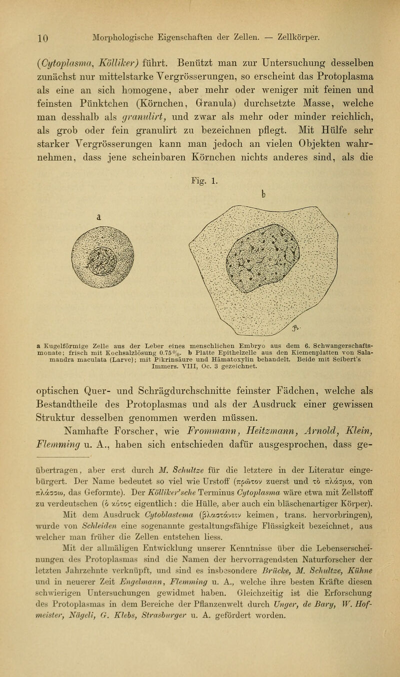 {Cytoplasma, Kölliker) führt. Benützt man zur Untersuchung desselben zunächst nur mittelstarke Yergrösserungen, so erscheint das Protoplasma als eine an sich homogene, aber mehr oder weniger mit feinen und feinsten Pünktchen (Körnchen, Granula) durchsetzte Masse, welche man desshalb als grannUrt, und zwar als mehr oder minder reichlich, als grob oder fein granulirt zu bezeichnen pflegt. Mit Hülfe sehr starker Yergrösserungen kann man jedoch an vielen Objekten wahr- nehmen, dass jene scheinbaren Körnchen nichts anderes sind, als die Fig. 1. a Kugelförmige Zelle aus der Leber eines menschlichen Embryo aus dem 6. Schwangerschafts- monate; frisch mit Kochsalzlösung 0.75 O'q- * Platte Epithelzelle aus den Kiemenplatten von Sala- mandra maculata (Larve); mit Pikrinsäure und Hämatoxylin behandelt. Beide mit Seibert's Immers. VIII, Oc. 3 gezeichnet. optischen Quer- und Schrägdurchschnitte feinster Fädchen, welche als Bestandtheile des Protoplasmas und als der Ausdruck einer gewissen Struktur desselben genommen werden müssen. Namhafte Forscher, wie Frommann, Heitzmann, Arnold, Klein^ Flemming u. A., haben sich entschieden dafür ausgesprochen, dass ge- übertragen, aber erst durch M. Schultze für die letztere in der Literatur einge- bürgert. Der Name bedeutet so viel wie ürstoff (Tcpcütov zuerst und xö TCXäa[j.a, von TzXäiJZO}, das Geformte). Der Kolliker'sche Terminus Ci/tojjlasma wäre etwa mit Zellstoff zu verdeutschen (ö vjjzoq eigentlich: die Hülle, aber auch em bläschenartiger Körper). Mit dem Ausdruck Cytohlastema (ßXacxavEtv keimen, trans. hervorbringen), wurde von Schieiden eine sogenannte gestaltungsfähige Flüssigkeit bezeichnet, aus welcher man früher die Zellen entstehen Hess. Mit der allmäligen Entwicklung unserer Kenntnisse über die Lebenserschei- nungen des Protoiilasmas sind die Namen der hervorragendsten Naturforscher der letzten Jahrzehnte verknüpft, und sind es insbesondere Brücke, M. Sclniltze, Kühne und in neuerer Zeit Engelmann, Flemming u. A., welche ihre besten Kräfte diesen schwierigen Untersuchungen gewidmet haben. Gleichzeitig ist die Erforschung des Protoplasmas in dem Bereiche der Pflanzenwelt durch Unger, de Bary, W. Hof- meister, Nägeli, G. Klebs, Strasburger u. A. gefördert worden.