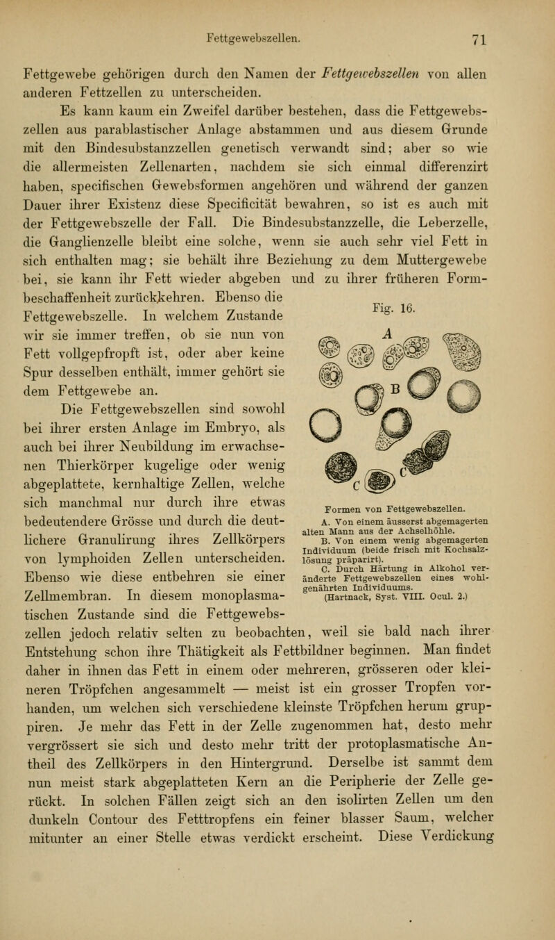 Fig. 16. Fettgewebe gehörigen durch den Namen der Fettgewehszellen von allen anderen Fettzellen zu unterscheiden. Es kann kaum ein Zweifel darüber bestehen, dass die Fettgewebs- zellen aus jjarablastischer Anlage abstammen und aus diesem Grunde mit den Bindesubstanzzellen genetisch verwandt sind; aber so me die allermeisten Zellenarten, nachdem sie sich einmal differenzirt haben, specifischen Gewebsformen angehören und während der ganzen Dauer ihrer Existenz diese Specificität bewahren, so ist es auch mit der Fettgewebszelle der Fall. Die BindesubstanzzeUe, die Leberzelle, die Ganglienzelle bleibt eine solche, wenn sie auch sehr viel Fett in sich enthalten mag; sie behält ihre Beziehung zu dem Muttergewebe bei, sie kann ihr Fett wieder abgeben und zu ihrer früheren Form- beschaffenheit zurückjiehren. Ebenso die Fettgewebszelle. In welchem Zustande wir sie immer treffen, ob sie nun von Fett vollgepfropft ist, oder aber keine Spur desselben enthält, immer gehört sie dem Fettgewebe an. Die Fettgewebszellen sind sowohl bei ihrer ersten Anlage im Embryo, als auch bei ihrer Neubildung im erwachse- nen Thierkörper kugelige oder wenig abgeplattete, kernhaltige ZeUen, welche sich manchmal nur durch ihre etwas bedeutendere Grösse und durch die deut- lichere Granulirung ihres Zellkörpers von lymphoiden Zellen unterscheiden. Ebenso wie diese entbehren sie einer Zellmembran. In diesem monoplasma- tischen Zustande sind die Fettgewebs- zellen jedoch relativ selten zu beobachten, weil sie bald nach ihrer Entstehung schon ihre Thätigkeit als Fettbildner beginnen. Man findet daher in ihnen das Fett in einem oder mehreren, grösseren oder klei- neren Tröpfchen angesammelt — meist ist ein grosser Tropfen vor- handen, um welchen sich verschiedene kleinste Tröpfchen herum grup- piren. Je mehr das Fett in der Zelle zugenommen hat, desto mehr vergrössert sie sich und desto mehr tritt der protoplasmatische An- theil des Zellkörpers in den Hintergrund. Derselbe ist sammt dem nun meist stark abgeplatteten Kern an die Peripherie der Zelle ge- rückt. In solchen Fällen zeigt sich an den isolirten Zellen um den dunkeln Contour des Fetttropfens ein feiner blasser Saum, welcher mitunter an einer Stelle etwas verdickt erscheint. Diese Verdickung Formen von Fettgewebszellen. A. Von einem äusserst abgemagerten alten Mann aus der Achselhöhle. B. Von einem wenig abgemagerten Individuum (beide frisch mit Kochsalz- lösung präparirt). C. Durch Härtung in Alkohol ver- änderte Fettgewebszellen eines wohl- genährten Individuums. (Hartnack, Syst. VIII. Ocul. 2.)