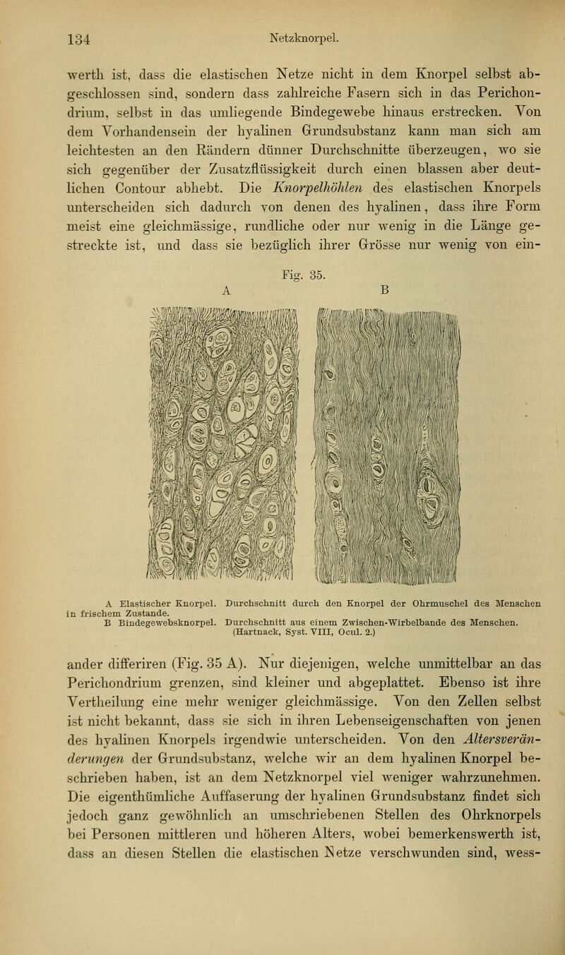 wertli ist, dass die elastischen Netze niclit in dem Knorpel selbst ab- geschlossen sind, sondern dass zahlreiche Fasern sich in das Perichon- drium, selbst in das umliegende Bindegewebe hinaus erstrecken. Von dem Vorhandensein der hyalinen Grundsubstanz kann man sich am leichtesten an den Rändern dünner Durchschnitte überzeugen, wo sie sich gegenüber der Zusatzflüssigkeit durch einen blassen aber deut- lichen Contour abhebt. Die Knorpelkohlen des elastischen Knorpels unterscheiden sich dadurch von denen des hyalinen, dass ihre Form meist eine gleichmässige, rundliche oder nur wenig in die Länge ge- streckte ist, und dass sie bezüglich ihrer Grrösse nur wenig von ein- Fig. 35. B ,;iT|,p|i|(f/fi/ii'ii'\ifiiiWf|, ' 'lii a m\ A Elastischer Knorpel. Durchschnitt durch den Knorpel der Ohrmuschel des Menschen in frischem Zustande. B Bindegewebsknorpel. Durchschnitt aus einem Zwischen-Wirbelbande des Menschen. (Hartnack, Syst. VIII, Ocul. 2.) ander differiren (Fig. 35 A). Nur diejenigen, welche unmittelbar an das Perichondrium grenzen, sind kleiner und abgeplattet. Ebenso ist ihre Vertheilung eine mehr weniger gleichmässige. Von den Zellen selbst ist nicht bekannt, dass sie sich in ihren Lebenseigenschaften von jenen des hyalinen Knorpels irgendwie unterscheiden. Von den Altersverän- derungen der Grundsubstanz, welche wir an dem hyalinen Knorpel be- schrieben haben, ist an dem Netzknorpel viel weniger wahrzunehmen. Die eigenthümliche Auffaserung der hyalinen Grundsubstanz findet sich jedoch ganz gewöhnlich an umschriebenen Stellen des Ohrknorpels bei Personen mittleren und höheren Alters, wobei bemerkenswerth ist, dass an diesen )Stellen die elastischen ü^etze verschwunden sind, wess-