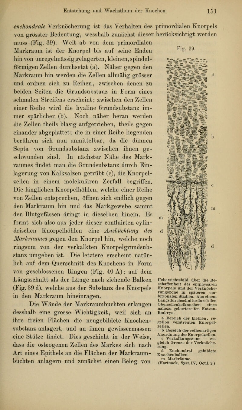 mchondrale Verknöcherimg ist das Verhalten des von grösster Bedeutung, wesshalb zunächst dieser muss (Fig. 39). Weit ab von dem primordialen Markraum ist der Knorpel bis auf seine Enden hin von unregelmässig gelagerten, kleinen, spindel- förmigen Zellen durchsetzt (a). Näher gegen den Markraum hin werden die Zellen allmälig grösser und ordnen sich zu Reihen, zwischen denen zu beiden Seiten die Grundsubstauz in Form eines schmalen Streifens erscheint; zwischen den Zellen einer Reihe wird die hyaline Grundsubstanz im- mer spärlicher (b). Noch näher heran werden die Zellen theils blasig aufgetrieben, theils geg&n einander abgeplattet; die in einer Reihe liegenden berühren sich nun unmittelbar, da die dünnen Septa von Grundsubstanz zwischen ihnen ge- schwunden sind. In nächster Nähe des Mark- raumes findet man die Grundsubstanz durch Ein- lagerung von Kalksalzen getrübt (c), die Knorpel- zellen in einem molekularen Zerfall begriffen. Die länglichen Knorpelhöhlen, welche einer Reihe von Zellen entsprechen, öffnen sich endlich gegen den Markraum hin und das Markgewebe sammt den Blutgefässen dringt in dieselben hinein. Es formt sich also aus jeder dieser confluirten cylin- drischen Knorpelhöhlen eine Ausbuchtung des Markrmimes gegen den Knorpel hin, welche noch ringsum von der verkalkten Knorpelgrundsub- stanz umgeben ist. Die letztere erscheint natür- lich auf dem Querschnitt des Knochens in Form von geschlossenen Ringen (Fig. 40 A); auf dem Längsschnitt als der Länge nach ziehende Balken (Fig. 39 d), welche aus der Substanz des Knorpels in den Markraum hineinragen. Die Wände der Markraumbuchten erlangen desshalb eine grosse Wichtigkeit, weil sich an ihre freien Flächen die neugebildete Knochen- substanz anlagert, und an ihnen gewissermassen eine Stütze findet. Dies geschieht in der Weise, dass die osteogenen Zellen des Markes sich nach Art eines Epithels an die Flächen der Markraum- buchten anlagern und zunächst einen Beleg von primordialen Knorpels berücksichtigt werden Tm. 39. üebersichtsblld über die Be- schaffenheit des epiphysären Knorpels und der Verknöche- rungszone in späteren em- bryonalen Stadien. Aus einem Längsdurchschnitte durch den Oberschenkelknochen eines nahezu geburtsreifen Katzen- Embryo. a Bereich der kleinen, re- gellos verstreuten Knorpel- zellen. b Bereich der reihenartigen Anordnung der Knorpelzellen. c Verkalkungszone — zu- gleich Grenze der Verknöche- rung. d Enchondral gebildete Knochenbalken. m Markräume. (Hartnack, Syst. IV, Ocul. 2.)