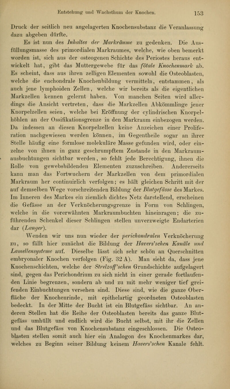 Druck der seitlich neu angelagerten Knochensubstanz die Veranlassung dazu abgeben dürfte. Es ist nun des Inhaltes der Markräiiine zu gedenken. Die Aus- füllungsmasse des primordialen Markraumes, welche, wie oben bemerkt worden ist, sich aus der osteogenen Schichte des Periostes heraus ent- wickelt hat, gibt das Muttergewebe für das fötale Knochenmark ab. Es scheint, dass aus ihren zelligen Elementen sowohl die Osteoblasten, welche die enchondrale Knochenbildung vermitteln, entstammen, als auch jene lymphoiden Zellen, welche wir bereits als die eigentlichen Markzellen kennen gelernt haben. Von manchen Seiten wird aller- dings die Ansicht vertreten, dass die Markzellen Abkömmlinge jener Knorpelzellen seien, welche bei Eröffnung der cylindrischen Knorpel- höhlen an der Ossifikationsgrenze in den Markraum einbezogen werden. Da indessen an diesen Knorpelzellen keine Anzeichen einer Prolife- ration nachgewiesen werden können, im Gegentheile sogar an ihrer Stelle häufig eine formlose molekulare Masse gefunden wird, oder ein- zelne von ihnen in ganz geschrumpftem Zustande in den Markraum- ausbuchtungen sichtbar werden, so fehlt jede Berechtigung, ihnen die Rolle von gewebsbildenden Elementen zuzuschreiben. Andererseits kann man das Fortwuchern der Markzellen von dem primordialen Markraum her continuirlich verfolgen; es hält gleichen Schritt mit der auf demselben Wege vorschreitenden Bildung der Blutgefässe des Markes. Im Inneren des Markes ein ziemlich dichtes Netz darstellend, erscheinen die Gefässe an der Verknöcherungsgrenze in Form von Schlingen, welche in die vorerwähnten Markraumbuchten hineinragen; die zu- führenden Schenkel dieser Schlingen stellen unverzweigte Endarterien dar (Langer). Wenden wir uns nun wieder der perichondralen Verknöcherung zu, so fällt hier zunächst die Bildung der Havers''sehen Kanäle und LameUensysteme auf. Dieselbe lässt sich sehr schön an Querschnitten embryonaler Knochen verfolgen (Fig. 32 A). Man sieht da, dass jene Knochenschichten, welche der Strelzoff sehen Grundschichte aufgelagert sind, gegen das Perichondrium zu sich nicht in einer gerade fortlaufen- den Linie begrenzen, sondern ab und zu mit mehr weniger tief grei- fenden Einbuchtungen versehen sind. Diese sind, wie die ganze Ober- fläche der Knochenrinde, mit epithelartig geordneten Osteoblasten bedeckt. In der Mitte der Bucht ist ein Blutgefäss sichtbar. An an- deren Stellen hat die Reihe der Osteoblasten bereits das ganze Blut- gefäss umhüllt und endlich wird die Bucht selbst, mit ihr die Zellen und das Blutgefäss von Knochensubstanz eingeschlossen. Die Osteo- blasten stellen somit auch hier ein Analogon des Knochenmarkes dar, welches zu Beginn seiner Bildung keinem Havers''sehen Kanäle fehlt.