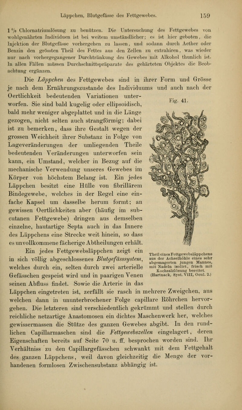 Fig. 41. 1 /o Chlornatriuinlösung zu benützen. Die Untersuchung des Fettgewebes von wohlgenährten Individuen ist bei weitem umständlicher; es ist hier geboten, die Injektion der Blutgefässe vorhergehen zu lassen, und sodann durch Aether oder Benzin den grössten Theil des Fettes aus den Zellen zu extrahiren, was wieder nur nach vorhergegangener Durchtränkung des Gewebes mit Alkohol thunlich ist. In allen Fällen müssen Dui-chschnittspräparate des gehärteten Objektes die Beob- achtung ergänzen. Die Läppchen des Fettgewebes sind in ihrer Form und Grösse je nach dem Ernährungszustande des Individuums und auch nach der 0 ertlichkeit bedeutenden Variationen unter- worfen. Sie sind bald kugelig oder ellipsoidisch, bald mehr weniger abgeplattet und in die Länge gezogen, nicht selten auch strangförmig; dabei ist zu bemerken, dass ihre Gestalt wegen der grossen Weichheit ihrer Substanz in Folge von Lageveränderungen der umliegenden Theile bedeutenden Veränderungen unterworfen sein kann, ein Umstand, welcher in Bezug auf die mechanische Verwendung unseres Gewebes im Körper von höchstem Belang ist. Ein jedes Läppchen besitzt eine Hülle von fibrillärem Bindegewebe, welches in der Regel eine ein- fache Kapsel um dasselbe herum formt; an gewissen 0 ertlichkeiten aber (häufig im sub- cutanen Fettgewebe) dringen aus demselben einzelne, hautartige Septa auch in das Innere des Läppchens eine Strecke weit hinein, so dass es unvollkommene fächerige Abtheilungen erhält. Ein jedes Fettgewebsläppchen zeigt ein in sich vöUig abgeschlossenes Blidgefässst/stem, welches durch ein, selten durch zwei arterielle Gefässchen gespeist wird und in paarigen Venen seinen Abfluss findet. Sowie die Arterie in das Läppchen eingetreten ist, zerfällt sie rasch in mehrere Zweigchen, aus welchen dann in ununterbrochener Folge capillare Röhrchen hervor- gehen. Die letzteren sind verschiedentlich gekrümmt und stellen durch reichliche netzartige Anastomosen ein dichtes Maschenwerk her, welches gewissermassen die Stütze des ganzen Gewebes abgibt. In den rund- lichen Capillarmaschen sind die Fettgeivehszellen eingelagert, deren Eigenschaften bereits auf Seite 70 u. ff. besprochen worden sind. Ihr Verhältniss zu den Capillargefässchen schwankt mit dem Fettgehalt des ganzen Läppchens, weil davon gleichzeitig die Menge der vor- handenen formlosen Zwischensubstanz abhängig ist. Theil eines Fettgewebsläppchens aus der Achselhöhle eines sehr abgemagerten jungen Mannes, mit Nadeln isolirt, frisch mit Kochsalzlösung bereitet. (Hartnack, Syst. VIII, Ocul. 2.)