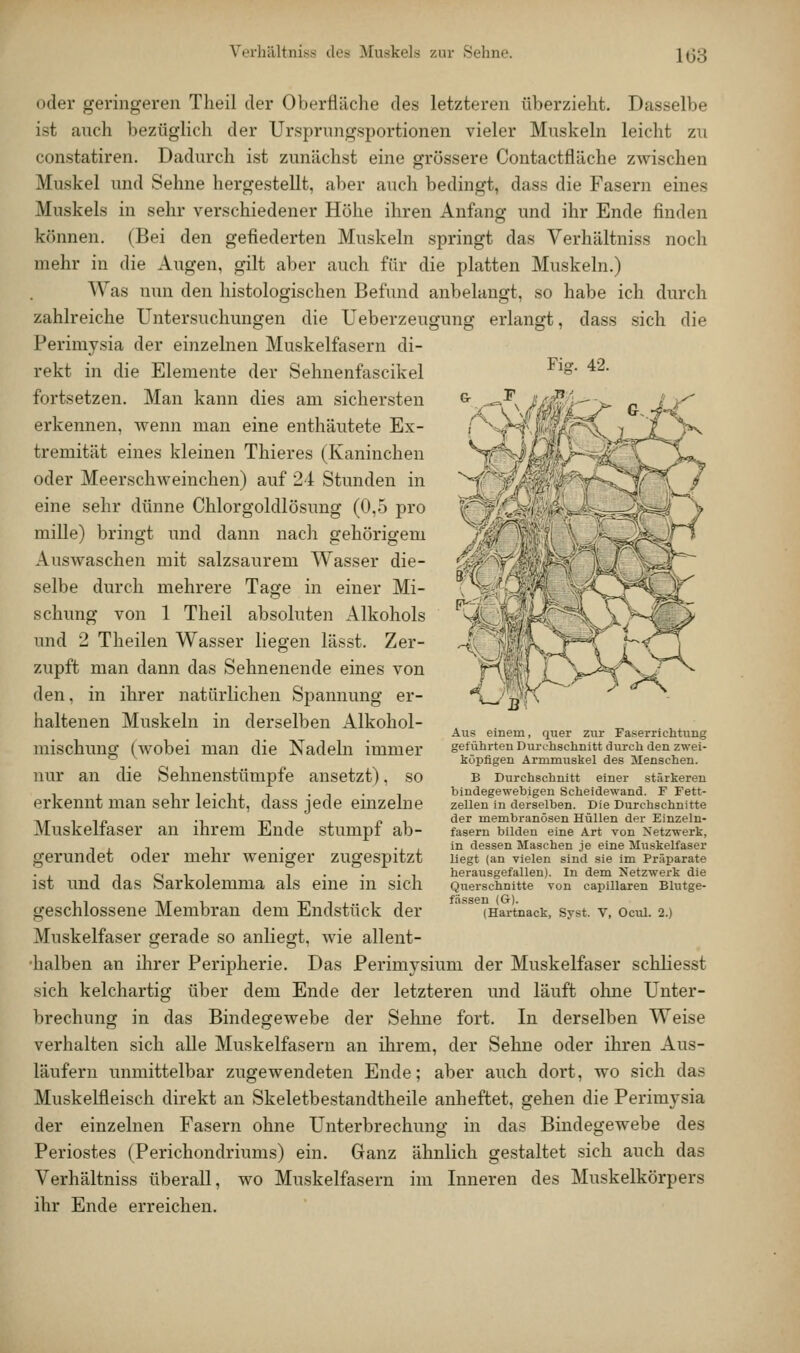 Verhältniss des Muskels zur Sehne. 1(53 oder geringeren Theil der Oberfläche des letzteren überzieht. Dasselbe ist auch bezüglich der Ursprungsportionen vieler Muskeln leicht zu constatiren. Dadurch ist zunächst eine grössere Contactfläche zwischen Muskel und Sehne hergestellt, aber auch bedingt, dass die Fasern eines Muskels in sehr verschiedener Höhe ihren Anfang und ihr Ende finden können. (Bei den gefiederten Muskeln springt das Verhältniss noch mehr in die Augen, gilt aber auch für die platten Muskehi.) Was nun den histologischen Befund anbelangt, so habe ich durch zahlreiche Untersuchungen die Ueberzeugung erlangt, dass sich die Perimysia der einzelnen Muskelfasern di- rekt in die Elemente der Sehnenfascikel fortsetzen. Man kann dies am sichersten erkennen, wenn man eine enthäutete Ex- tremität eines kleinen Thieres (Kaninchen oder Meerschweinchen) auf 21 Stunden in eine sehr dünne Chlorgoldlösung (0,5 pro mille) bringt und dann nacli gehörigem Auswaschen mit salzsaurem Wasser die- selbe durch mehrere Tage in einer Mi- schung von 1 Theil absoluten Alkohols und 2 Theilen Wasser liegen lässt. Zer- zupft man dann das Sehnenende eines von den, in ihrer natürlichen Spannung er- haltenen Muskeln in derselben Alkohol- mischung (wobei man die Nadeln immer nur an die Sehnenstümpfe ansetzt), so erkennt man sehr leicht, dass jede einzelne Muskelfaser an ihrem Ende stumpf ab- gerundet oder mehr weniger zugespitzt ist und das Sarkolemma als eine in sich geschlossene Membran dem Endstück der Muskelfaser gerade so anliegt, wie allent- •halben an ihrer Peripherie. Das Perimysium der Muskelfaser schliesst sich kelchartig über dem Ende der letzteren und läuft ohne Unter- brechung in das Bindegewebe der Sehne fort. In derselben Weise verhalten sich alle Muskelfasern an ihrem, der Sehne oder ihren Aus- läufern unmittelbar zugewendeten Ende; aber auch dort, wo sich das Muskelfleisch direkt an Skeletbestandtheile anheftet, gehen die Perimysia der einzelnen Fasern ohne Unterbrechung in das Bindegewebe des Periostes (Perichondriums) ein. Ganz ähnlich gestaltet sich auch das Verhältniss überall, wo Muskelfasern im Inneren des Muskelkörpers ihr Ende erreichen. Aus einem, quer zur Faserrichtung geführten Durchschnitt durch den zwei- köpfigen Armmuskel des Menschen. B Durchschnitt einer stärkeren bindegewebigen Scheidewand. F Fett- zellen in derselben. Die Durchschnitte der membranösen Hüllen der Einzeln- fasern bilden eine Art von Netzwerk, in dessen Maschen je eine Muskelfaser liegt (an vielen sind sie im Präparate herausgefallen). In dem Netzwerk die Querschnitte von capillaren Blutge- fässen (G). (Hartnack, Syst. V, Ocul. 2.)