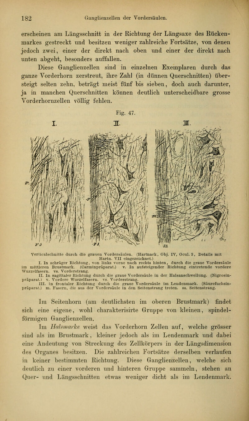 erscheinen am Längsschnitt in der Richtung der Längsaxe des Rücken- markes gestreckt und besitzen weniger zahlreiche Fortsätze, von denen jedoch zwei, einer der direkt nach oben und einer der direkt nach unten abgeht, besonders auffallen. Diese Ganglienzellen sind in einzelnen Exemplaren durch das ganze Vorderhorn zerstreut, ihre Zahl (in dünnen Querschnitten) über- steigt selten zehn, beträgt meist fünf bis sieben, doch auch darunter, ja in manchen Querschnitten können deutlich unterscheidbare grosse Vorderhornzellen vöUisr fehlen. Verticalschnitte durch die grauen Vordersäulen. (Hartnaek, Obj. IV, Ooul. 3, Details mit Hartn. VII eingezeichnet.) I. In schräger Richtung, von links vorne nach rechts hinten, durch die graue Vordersäule im mittleren Brustmark. (Carminpräparat.) v. In aufsteigender Richtung eintretende vordere ■\Vurzelfasern. vs. Vorderstrang. II. In sagittaler Richtung durch die graue Vordersäule in der Halsanschwellung. (Nigrosin- präparat.) v. Vordere Wurzelfasern, vs. Vorderstrang. III. In frontaler Richtung durch die graue Vordersäule im Leudenmark. (Säurefuchsin- präparat.) m. Fasern, die aus der Vordersäule in den Seitenstrang treten, ss. Seitenstrang. Im Seitenhorn (am deutlichsten im oberen Brustmark) findet sich eine eigene, wohl charakterisirte Gruppe von kleinen, spindel- förmigen Ganglienzellen, Im Hahmarke weist das Vorderhorn Zellen auf, welche grösser sind als im Brustmark, kleiner jedoch als im Lendenmark und dabei eine Andeutung von Streckung des Zellkörpers in der Längsdimension des Organes besitzen. Die zahlreichen Fortsätze derselben verlaufen in keiner bestimmten Richtung. Diese Ganglienzellen, welche sich deutlich zu einer vorderen und hinteren Gruppe sammeln, .stehen an Quer- und Längsschnitten etwas weniger dicht als im Lendenmark.