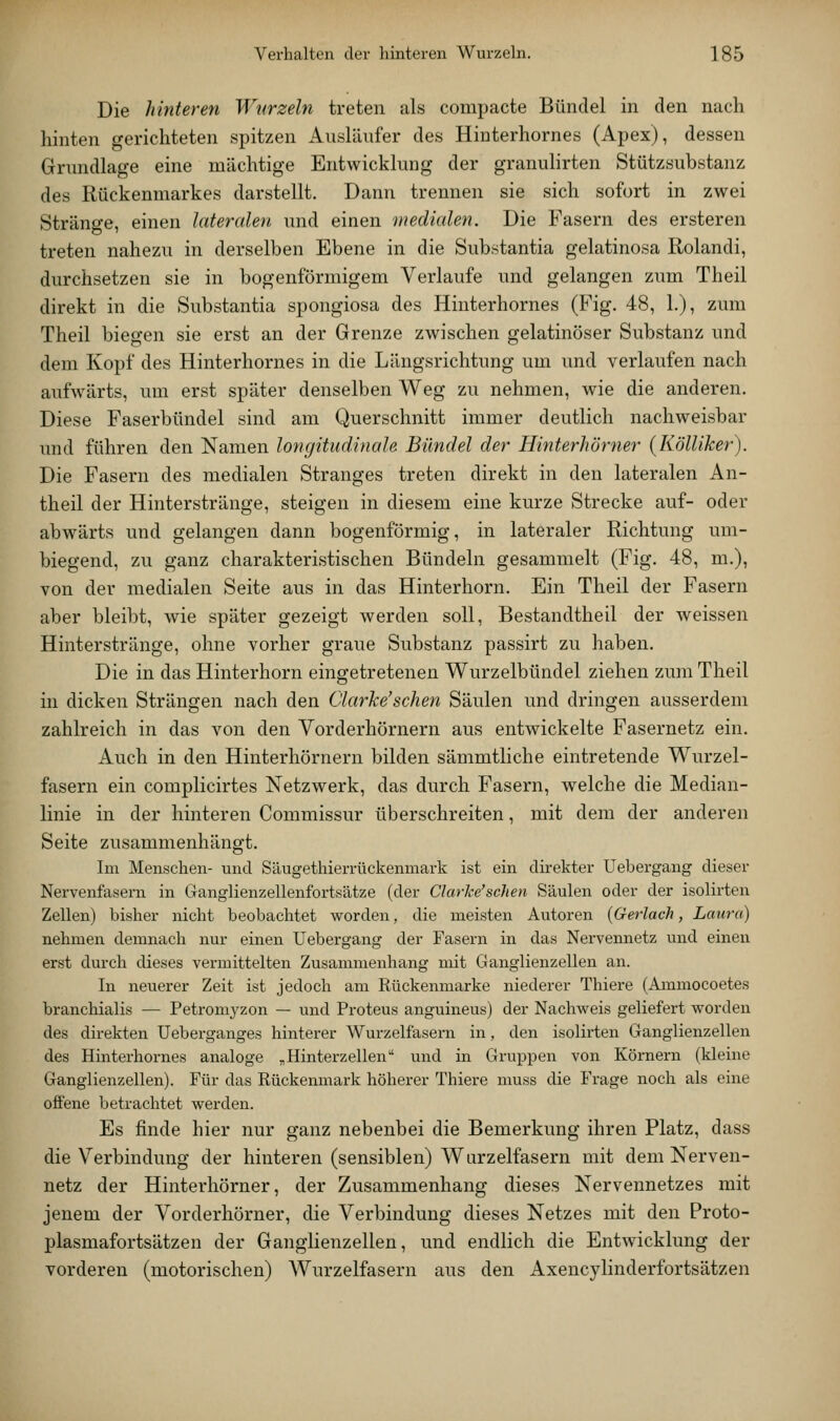 Die hinteren Wurzeln treten als compacte Bündel in den nach hinten gerichteten spitzen Ausläufer des Hinterhornes (Apex), dessen Grundlage eine mächtige Entwicklung der granulirten Stützsubstanz des Rückenmarkes darstellt. Dann trennen sie sich sofort in zwei Stränge, einen lateralen und einen medialen. Die Fasern des ersteren treten nahezu in derselben Ebene in die Substantia gelatinosa Rolandi, durchsetzen sie in bogenförmigem Verlaufe und gelangen zum Theil direkt in die Substantia spongiosa des Hinterhornes (Fig. 48, L), zum Theil biegen sie erst an der Grenze zwischen gelatinöser Substanz und dem Kopf des Hinterhornes in die Längsrichtung um und verlaufen nach aufwärts, um erst später denselben Weg zu nehmen, wie die anderen. Diese Faserbündel sind am Querschnitt immer deutlich nachweisbar imd führen den Namen longitudinah Bündel der Hinterhörner (Kölliker). Die Fasern des medialen Stranges treten direkt in den lateralen An- theil der Hinterstränge, steigen in diesem eine kurze Strecke auf- oder abwärts und gelangen dann bogenförmig, in lateraler Richtung um- biegend, zu ganz charakteristischen Bündeln gesammelt (Fig. 48, m.), von der medialen Seite aus in das Hinterhorn. Ein Theil der Fasern aber bleibt, wie später gezeigt werden soll, Bestandtheil der weissen Hinterstränge, ohne vorher graue Substanz passirt zu haben. Die in das Hinterhorn eingetretenen Wurzelbündel ziehen zum Theil in dicken Strängen nach den Clarke'schen Säulen und dringen ausserdem zahlreich in das von den Vorderhörnern aus entwickelte Fasernetz ein. Auch in den Hinterhörnern bilden sämmtliche eintretende Wurzel- fasern ein complicirtes Netzwerk, das durch Fasern, welche die Median- linie in der hinteren Commissur überschreiten, mit dem der anderen Seite zusammenhängt. Im Menschen- und Säugethierrückenmark ist ein direkter Uebergang dieser Nervenfasern in Ganglienzellenfortsätze (der Clarke'schen Säulen oder der isolirten Zellen) bisher nicht beobachtet worden, die meisten Autoren {Gerlach, Laura) nehmen demnach nur einen Uebergang der Fasern in das Nervennetz und einen erst durch dieses vermittelten Zusammenhang mit Ganglienzellen an. In neuerer Zeit ist jedoch am Rückenniarke niederer Thiere (Ammocoetes branchialis — Petromyzon — und Proteus anguineus) der Nachweis geliefert worden des direkten Ueberganges hinterer Wurzelfasern in, den isolirten Ganglienzellen des Hinterhornes analoge ,Hinterzellen und in Gruppen von Körnern (kleine Ganglienzellen). Für das Rückenmark höherer Thiere muss die Frage noch als eine offene betrachtet werden. Es finde hier nur ganz nebenbei die Bemerkung ihren Platz, dass die Verbindung der hinteren (sensiblen) Warzelfasern mit dem Nerven- netz der Hinterhörner, der Zusammenhang dieses Nervennetzes mit jenem der Vorderhörner, die Verbindung dieses Netzes mit den Proto- plasmafortsätzen der Ganglienzellen, und endlich die Entwicklung der vorderen (motorischen) Wurzelfasern aus den Axencylinderfortsätzen