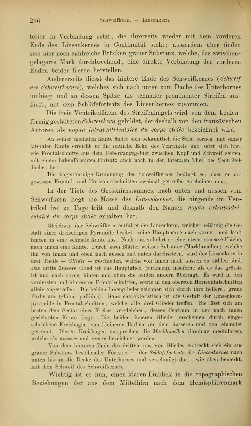 25(3 Schweifkern. — Linsenkern. terior in Yerbindung setzt, die ihrerseits wieder mit dem vorderen Ende des Linsenkernes in Continuität steht; ausserdem aber finden sich hier noch zahlreiche Brücken grauer Substanz, welche, das zwischen- gelagerte Mark durchbrechend, eine direkte Verbindung der vorderen Enden beider Kerne herstellen. Andererseits fliesst das hintere Ende des Schweifkernes {Schiceif chs Schweifkernes), welches sich nach unten zum Dache des Unterhornes umbiegt und an dessen Spitze als schmaler prominenter Streifen aus- läuft, mit dem Schläfefortsatz des Linsenkernes zusammen. Die freie Ventrikelfiäche des Streifenhügels wird von dem keulen- förmig gestalteten Sc//«'f/fZ'er« gebildet, der deshalb von den französischen Autoren als noyau intravetiiriculaire du corps striee bezeichnet wird. An seiner medialen Kante findet sich bekanntlich die Stria Cornea, mit seiner lateralen Kante erreicht er die seitliche Ecke des Ventrikels und setzt sich hier. Avie Frontalschnitte aus dem üebergangsgebiet zwischen Kopf und Schweif zeigen, mit einem hakenförmigen Fortsatz auch noch in den lateralen Theil des Ventrikel- daches fort. Die bogenförmige Krümmung des Schweifkemes bedingt es, dass er auf gewissen Frontal- vmd Horizontalsclmitten zweimal getroffen erscheinen muss. In der Tiefe des Grosshirnstammes, nach unten und aussen vom Schweifkern liegt die Masse des Linsenhernes, die nirgends im Ven- trikel frei zu Tage tritt und deshalb den Kamen noymi extraventri- culaire du corps striee erhalten hat. Gleichwie der Schweifkern entfaltet der Lüisenkern, welcher beiläufig die Ge- stalt einer dreiseitigen Pyramide besitzt, seine Hauiotmasse nach vorne, und läuft hinten in eine schmale Kante aus. Nach aussen kehrt er eine.etwas concave Fläche, nach innen eine Kante. Durch zwei Blätter weisser Substanz (Marklamellen), welche ihn von innen und oben nach aussen und unten durchsetzen, wird der Linsenkern in drei Theile — Glieder — geschieden, welche von innen nach aussen zu zählen sind. Das dritte äussere Glied ist das Hauptglied (putamen), insofeme als es das grösste ist und nach vorne, hinten und oben die beiden andern überragt. Es wird in den vordersten und hintersten Frontalschnitten, sowie in den obersten Horizontalschnitten allein angetroffen. Die beiden Innenglieder zeichnen sich darch ihre hellere, graue Farbe aus (globus pallidus). Ganz charakteristisch ist die Gestalt der Linsenkem- pyramide in Frontalschnitten, welche alle drei Glieder treffen. Sie lässt sich am besten dem Sector eines Kreises vergleichen, dessen Centrum in der nach iimen gerichteten Kante liegt. Die beiden inneren Glieder ei'scheinen durch einge- schriebene Kreisljogen von kleinereu Radien von dem äusseren und von einander getrennt. Diesen Kreisbogen entsprechen die Marldamellen (laminae medulläres), welche als äussere und innere bezeichnet werden. Von dem hinteren Ende des dritten, äusseren Gliedes erstreckt sich ein aus grauer Sul)stanz bestehender Fortsatz — der ScJääfefortsatz des Linsenkernes nach unten bis an die Decke des Unterhornes und verschmilzt dort, wie oben bemerkt, mit dem Schweif des Schweifkernes. Wichtig ist es nun, einen klaren Einblick in die topographischen Beziehungen der aus dem Mittelhirn nach dem Hemisphärenmark