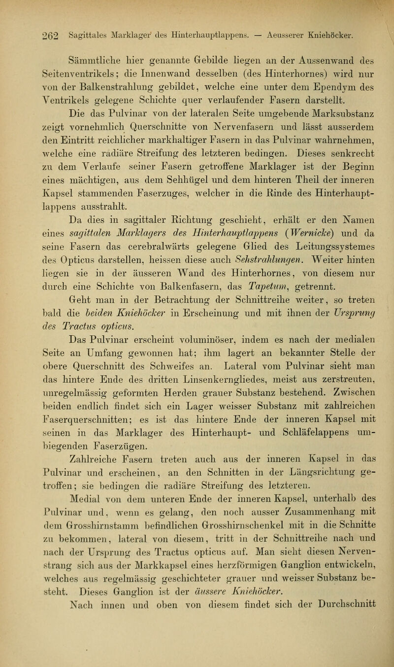 Sämmtliche hier genannte Gebilde liegen an der Aussenwand des Seitenventrikels; die Innenwand desselben (des Hinterhornes) wird nur von der Balkenstrahlnng gebildet, welche eine unter dem Ependym des Ventrikels gelegene Schichte quer verlaufender Fasern darstellt. Die das Pulvinar von der lateralen Seite umgebende Marksubstanz zeigt vornehmlich Querschnitte von Nervenfasern und lässt ausserdem den Eintritt reichlicher markhaltiger Fasern in das Pulvinar wahrnehmen, welche eine radiäre Streifung des letzteren bedingen. Dieses senkrecht zu dem Verlaufe seiner Fasern getroffene Marklager ist der Beginn eines mächtigen, aus dem Sehhügel und dem hinteren Theil der inneren Kapsel stammenden Faserzuges, welcher in die Rinde des Hinterhaupt- lappens ausstrahlt. Da dies in sagittaler Richtung geschieht, erhält er den Namen eines sagiüalen Marklagers des Hinterhauptlappens (Wernicke) und da seine Fasern das cerebralwärts gelegene Glied des Leitungssystemes des Opticus darstellen, heissen diese auch Sehstrahlungen. Weiter hinten liegen sie in der äusseren Wand des Hinterhornes, von diesem nur durch eine Schichte von Balkenfasern, das Tapetum, getrennt. Geht man in der Betrachtung der Schnittreihe weiter, so treten bald die beiden Kniehöcker in Erscheinung und mit ihnen der Ursprung des Tractus opticus. Das Pulvinar erscheint voluminöser, indem es nach der medialen Seite an Umfang gewonnen hat; ihm lagert an bekannter Stelle der obere Querschnitt des Schweifes an. Lateral vom Pulvinar sieht man das hintere Ende des dritten Linsenkerngliedes, meist aus zerstreuten, unregelmässig geformten Herden grauer Substanz bestehend. Zwischen beiden endlich findet sich ein Lager weisser Substanz mit zahlreichen Faserquerschnitten; es ist das hintere Ende der inneren Kapsel mit seinen in das Marklager des Hinterhaupt- und Schläfelappens um- biegenden Faserzügen. Zahlreiche Fasern treten auch aus der inneren Kapsel in das Pulvinar und erscheinen, an den Schnitten in der Längsrichtung ge- troffen ; sie bedingen die radiäre Streifung des letzteren. Medial von dem unteren Ende der inneren Kapsel, unterhall) des Pidvinar und, wenn es gelang, den noch ausser Zusammenhang mit dem Grosshirnstamm befindlichen Grosshirnschenkel mit in die Schnitte zu bekommen, lateral von diesem, tritt in der Schnittreihe nach und nach der Ursprung des Tractus opticus auf. Man sieht diesen Nerven- strang sich aus der Markkapsel eines herzförmigen Ganglion entwickeln, welches aus resfelmässig sfeschichteter grauer und weisser Substanz be- steht. Dieses Ganglion ist der äussere Kniehöcker. Nach innen und oben von diesem findet sich der Durchschnitt