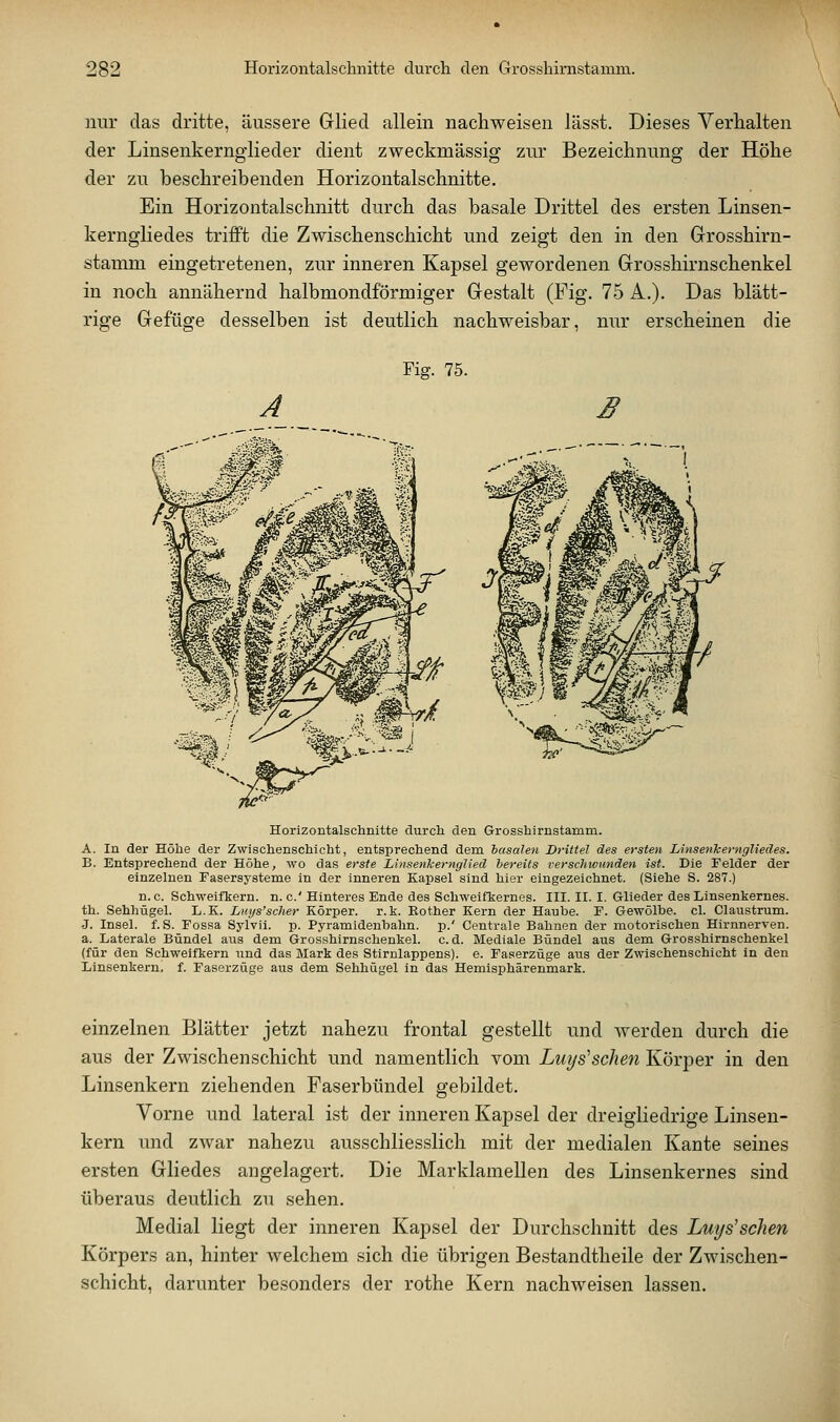 mir das dritte, äussere Glied allein nachweisen lässt. Dieses Verhalten der Linsenkernglieder dient zweckmässig zur Bezeichnung der Höhe der zu beschreibenden Horizontalschnitte. Ein Horizontalschnitt durch das basale Drittel des ersten Linsen- kerngliedes trifft die Zwischenschicht und zeigt den in den Grrosshirn- stamm eingetretenen, zur inneren Kapsel gewordenen Grosshirnschenkel in noch annähernd halbmondförmiger Gestalt (Fig. 75 A.). Das blätt- rige Gefüge desselben ist deutlich nachweisbar, nur erscheinen die Fig. 75. A B Horizontalschnitte durch den Grosshirnstamm. A. In der Höhe der Zwischenschicht, entsprechend dem basalen Drittel des ersten LinsenTcernglieäes. B. Entsprechend der Höhe, wo das erste Linseiikernglied bereits verschwunden ist. Die Felder der einzelnen Fasersysteme in der inneren Kapsel sind hier eingezeichnet. (Siehe S. 287.) n. c. Schweifkern. n. c' Hinteres Ende des Schweifkernes. III. II. I. Glieder des Linsenkernes, th. Sehhügel. L.K. Lnys'scher Körper, r.k. Kother Kern der Haube. F. Gewölbe, cl. Claustrum. J. Insel, f. S. Fossa Sylvii. p. Pyramidenbahn, p.' Centrale Bahnen der motorischen Hirnnerven. a. Laterale Bündel aus dem Grosshirnschenkel, cd. Mediale Bündel aus dem Grosshirnschenkel (für den Schweifkern und das Mark des Stirnlappens), e. Faserzüge aus der Zwischenschicht in den Linsenkern, f. Faserzüge aus dem Sehhügel in das Hemisphärenmark. einzelnen Blätter jetzt nahezu frontal gestellt nnd werden durch die aus der Zwischenschicht und namentlich vom Luys'sehen Körper in den Linsenkern ziehenden Faserbündel gebildet. Vorne und lateral ist der inneren Kapsel der dreigliedrige Linsen- kern und zwar nahezu ausschliesslich mit der medialen Kante seines ersten Gliedes angelagert. Die Marklamellen des Linsenkernes sind überaus deutlich zu sehen. Medial liegt der inneren Kapsel der Durchschnitt des Luys'schen Körpers an, hinter welchem sich die übrigen Bestandtheile der Zwischen- schicht, darunter besonders der rothe Kern nachweisen lassen.