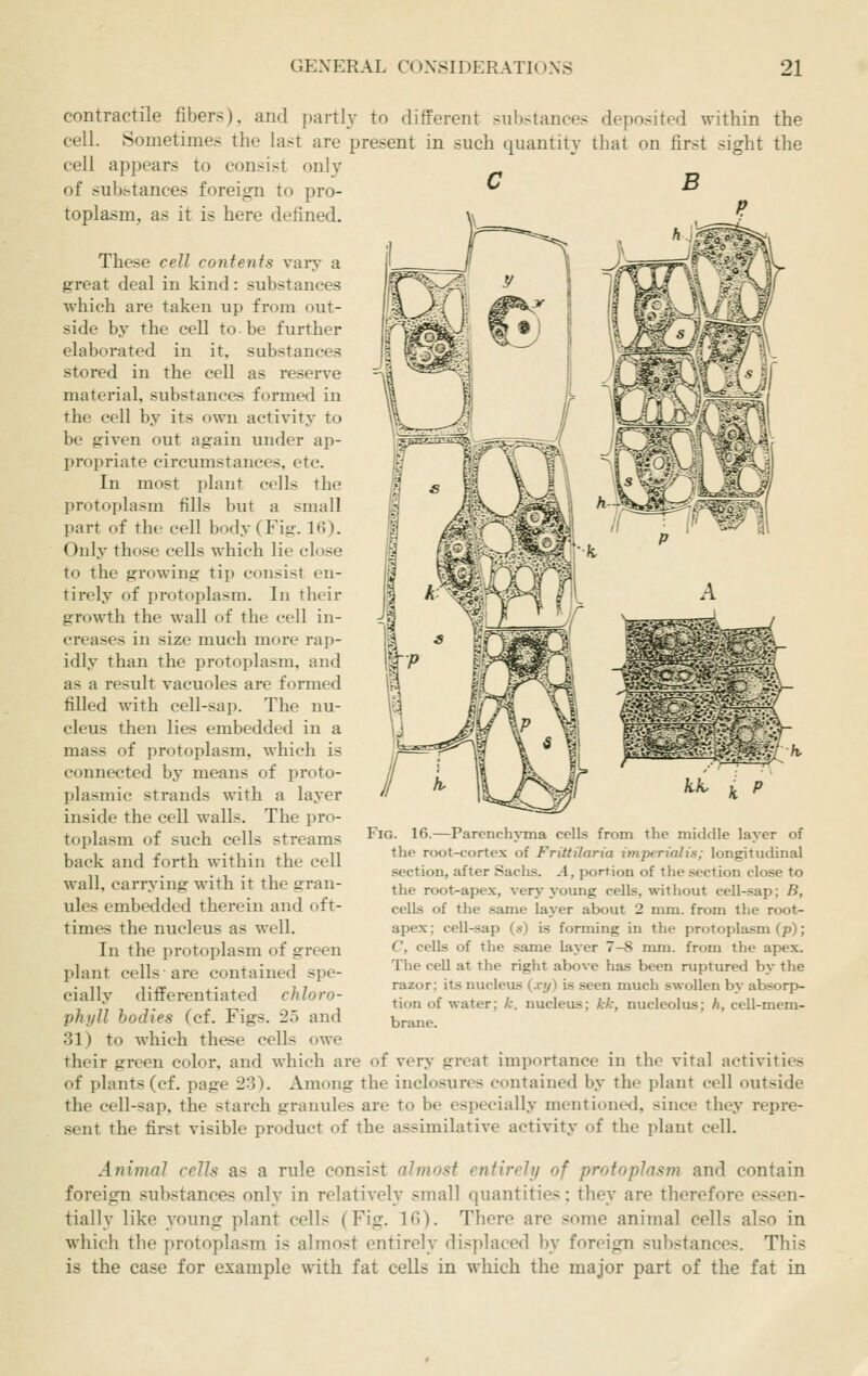 contractile fibers), and partly to different substances deposited within the cell. Sometimes the last are present in such quantity that on first sight the cell appears to consist only of sub.-tances foreign to pro- toplasm, as it is here defined. These cell contents vaiy a great deal in kind: substances which are taken up from out- side by the cell to be further elaborated in it, substances stored in the cell as reserve material, substances formed in the cell by its own activity to be given out again under ap- propriate circumstances, etc. In most plant cells the protoplasm fills but a small part of the cell body (Fig. 1(5). Only those cells which lie close to the growing tip consist en- tirely of protoplasm. In their growiih the wall of the cell in- creases in size much more rap- idly than the protoplasm, and as a result vacuoles are fomied filled with cell-sap. The nu- cleus then lies embedded in a mass of protoplasm, which is connected by means of proto- plasmic strands with a layer inside the cell walls. The pro- toplasm of such cells streams back and forth within the cell wall, carrying with it the gran- ules embedded therein and oft- times the nucleus as well. In the protoplasm of green plant cells are contained spe- cially differentiated chloro- phyll bodies (cf. Figs. 25 and 31) to which these cells owe their green color, and which are of very great importance in the vital activities of plants (cf. page 23). Among the inclosures contained by the plant cell outside the cell-sap, the starch granules are to be especially mentioned, since they repre- sent the first visible product of the assimilative activity of the plant cell. Animal cells as a rule consist almost entirely of protoplasm and contain foreign substances only in relatively small quantities: they are therefore essen- tially like young plant cells (Fig. 16). There are some animal cells also in which the protoplasm is almost entirely displaced by foreign substances. This is the case for example with fat cells in which the major part of the fat in Fig. 16.—Parenchj-ma cells from the middle layer of the root-cortex of Frittilaria imperialis; longitudinal section, after Sachs. -4, portion of the section close to the root-ape.x, very young cells, without cell-sap; B, cells of the same layer about 2 mm. from the root- apex; cell-sap (.•?) is forming in the protoplasm (p); C, cells of the same layer 7-8 mm. from the apex. The cell at the right above has been rupturetl by the razor; its nucleus (.ri/) is seen much swollen by absorjj- tion of water; k. nucleus; kk, nucleolus; h, cell-mem- brane.