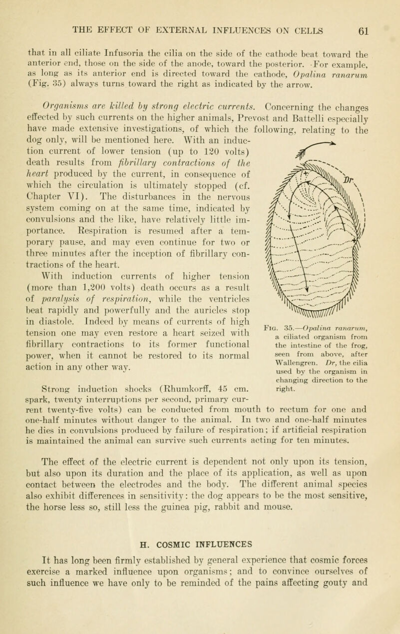 that in all ciliate Infusoria the cilia on the side of the cathode beat toward the anterior end, those on the side of the anode, toward the posterior. For example, as long as its anterior end is directed toward the cathode, Opalina ranarum (Fig. 35) always turns toward the right as indicated by the arrow. Organisms are killed by strong electric currents. Concerning the changes effected by such currents on the higher animals, Prevost and Battelli especially have made extensive investigations, of which the following, relating to the dog only, will be mentioned here. With an induc- tion current of lower tension (up to 120 volts) death results from fibrillary contractions of the heart produced by the current, in consequence of which the circulation is ultimately stopped (cf. Chapter VI). The disturbances in the nervous system coming on at the same time, indicated by convulsions and the like, have relatively little im- portance. Respiration is resumed after a tem- porary pause, and may even continue for two or three minutes after the inception of fibrillar}^ con- tractions of the heart. With induction currents of higher tension (more than 1,200 volts) death occurs as a result of paralysis of respiration, while the ventricles beat rapidly and powerfully and the auricles stop in diastole. Indeed by means of currents of high tension one may even restore a heart seized with fibrillary contractions to its former functional power, when it cannot be restored to its normal action in any other way. Fig 35.—Opalina ranarum, a ciliated organism from the intestine of the frog, seen from above, after Wallengren. Dr, the cilia used by the organism in changing direction to the right. Strong induction shocks (Rhumkorff, 45 cm. spark, twenty interruptions per second, primary cur- rent twenty-five volts) can be conducted from mouth to rectum for one and one-half minutes without danger to the animal. In two and one-half minutes he dies in convulsions produced by failure of respiration; if artificial respiration is maintained the animal can survive such currents acting for ten minutes. The effect of the electric current is dependent not only upon its tension, but also upon its duration and the place of its application, as well as upon contact between the electrodes and the body. The different animal species also exhibit differences in sensitivity: the dog appears to be the most sensitive, the horse less so, still less the guinea pig, rabbit and mouse. H. COSMIC INFLUENCES It has long been firmly established by general experience that cosmic forces exercise a marked influence upon organisms; and to convince ourselves of such influence we have only to be reminded of the pains affecting gouty and