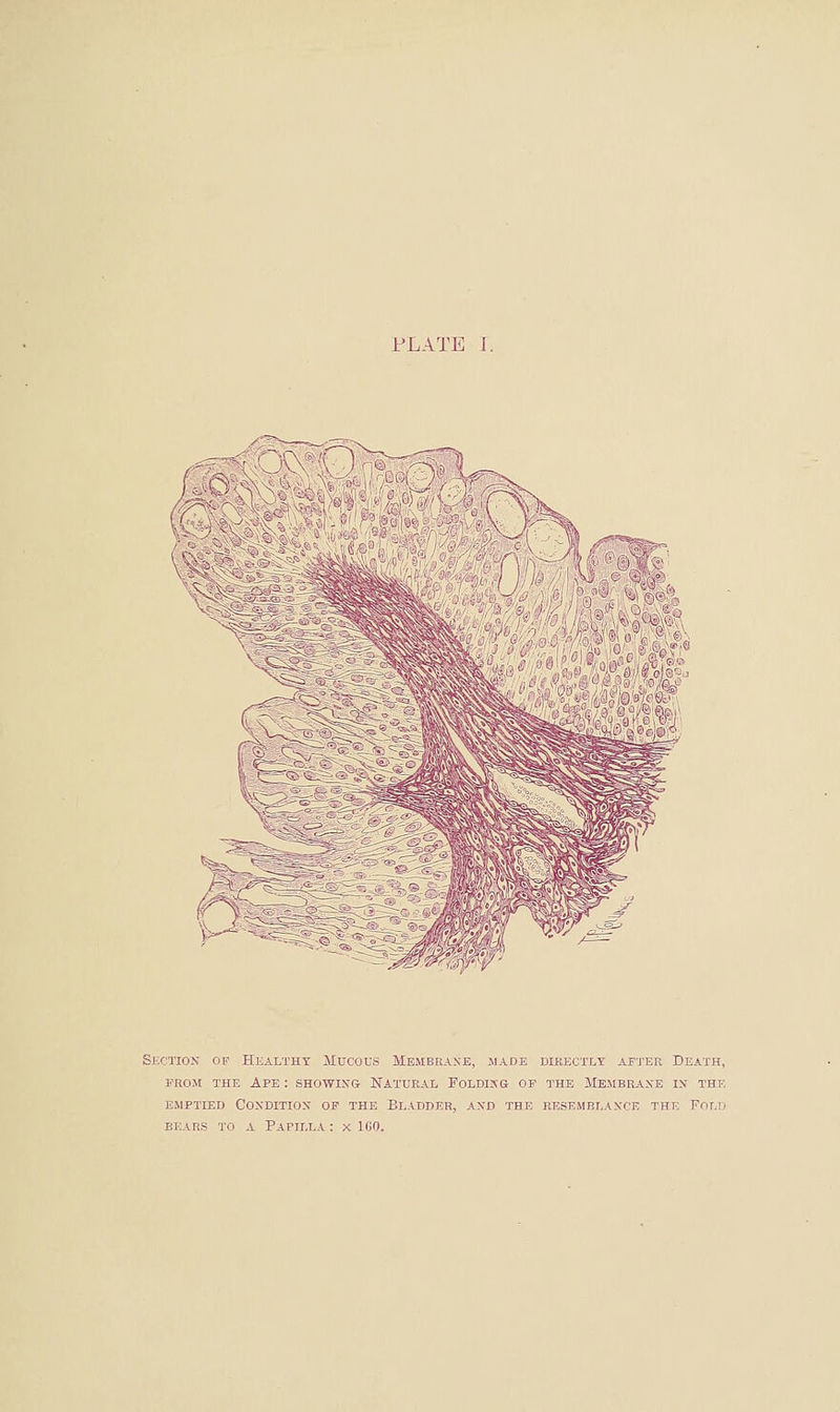 C} \ Section of Healthy Mucous Membeiake, jiade dib,ectly afu'er Death, FROM THE Ape : showing Natural Poldisg of the Membraxe in thk emptied Condition op the Bladder, and the resemblance the Fold