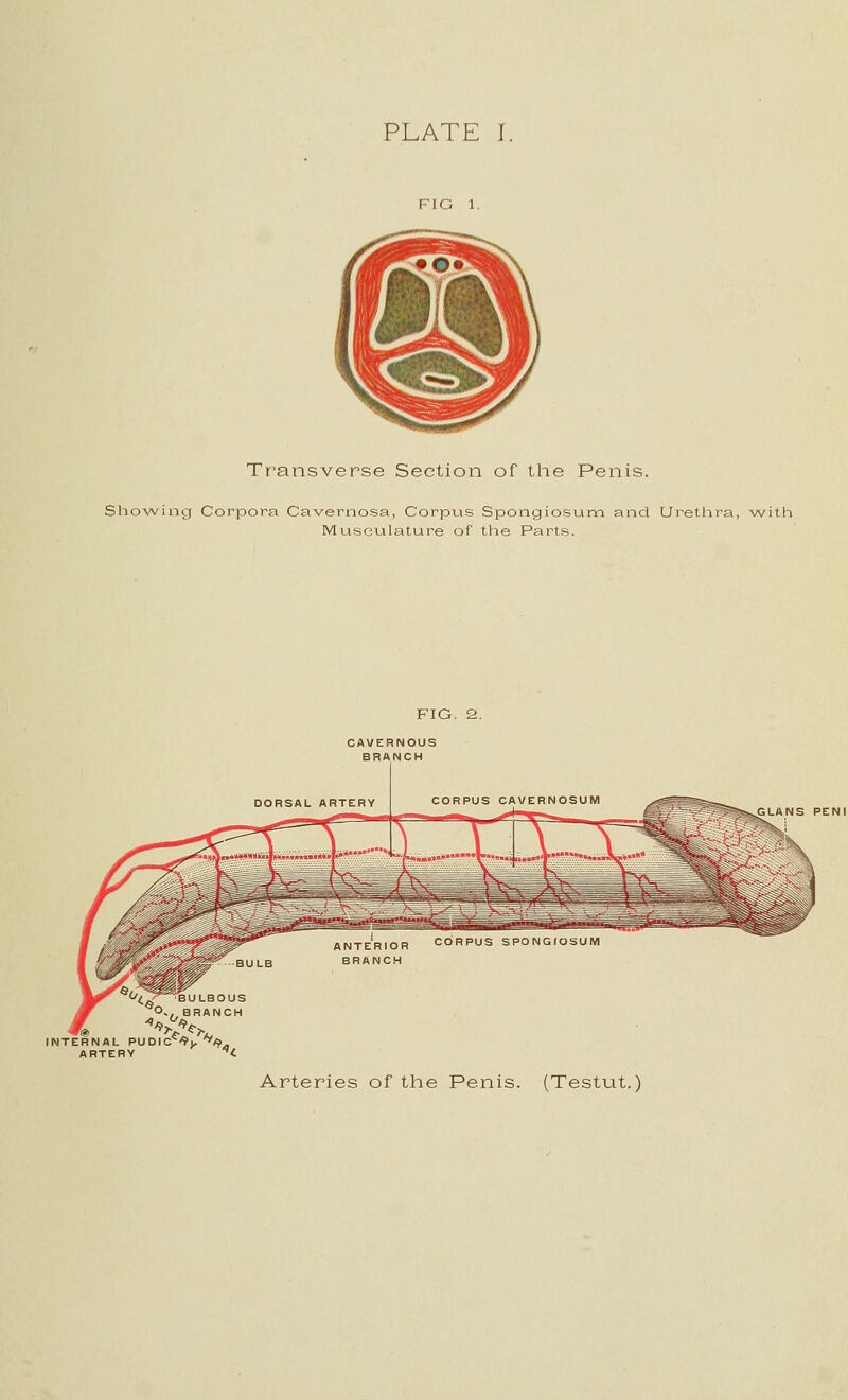 Transverse Section of the Penis. Showing Corpora Cavernosa, Corpus Spongiosuni and Urethra, \A/ith Musculature of the Parts. CAVERNOUS BRANCH GLANS PENI 30US ^O., BRANCH INTERNAL PU DIC^^;, '^/> ARTERY ^C