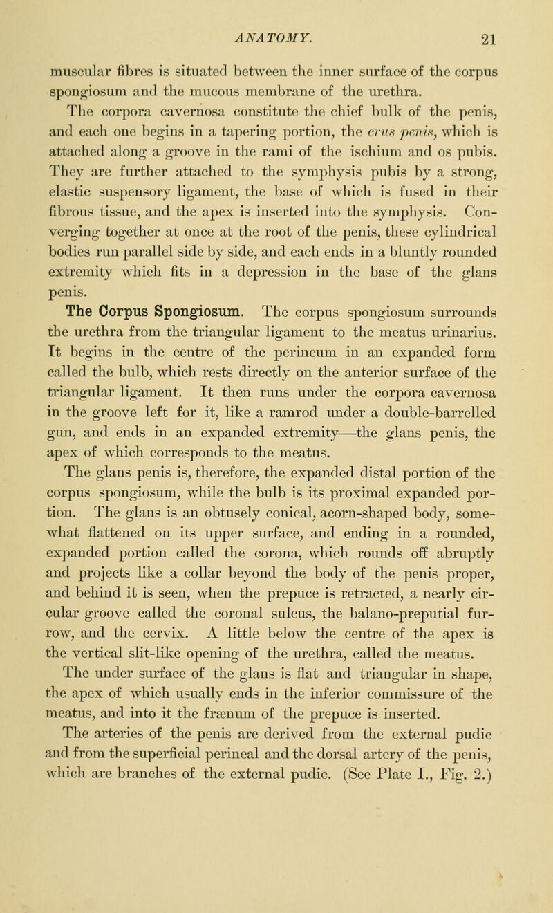 muscular fibres is situated between the inner surface of the corpus spongiosum and the mucous membrane of the urethra. The corpora cavernosa constitute the chief bulk of the penis, and each one begins in a tapering portion, the erus penis, which is attached along a groove in the rami of the ischium and os pubis. They are further attached to the symphysis pubis by a strong, elastic suspensory ligament, the base of which is fused in their fibrous tissue, and the apex is inserted into the symphysis. Con- verging together at once at the root of the penis, these cylindrical bodies run parallel side by side, and each ends in a bluntly rounded extremity which fits in a depression in the base of the glans penis. The Corpus Spongiosum. The corpus spongiosum surrounds the urethra from the triangular ligament to the meatus uriuarius. It begins in the centre of the perineum in an expanded form called the bulb, which rests directly on the anterior surface of the triangular ligament. It then runs under the corpora cavernosa in the groove left for it, like a ramrod under a double-barrelled gun, and ends in an expanded extremity—the glans penis, the apex of which corresponds to the meatus. The glans penis is, therefore, the expanded distal portion of the corpus spongiosum, while the bulb is its proximal expanded por- tion. The glans is an obtusely conical, acorn-shaped body, some- what flattened on its upper surface, and ending in a rounded, expanded portion called the corona, which rounds off abruptly and projects like a collar beyond the body of the penis proper, and behind it is seen, when the prepuce is retracted, a nearly cir- cular groove called the coronal sulcus, the balano-preputial fur- row, and the cervix. A little below the centre of the apex is the vertical slit-like opening of the urethra, called the meatus. The under surface of the glans is flat and triangular in shape, the apex of which usually ends in the inferior commissure of the meatus, and into it the freenum of the prepuce is inserted. The arteries of the penis are derived from the external pudic and from the superficial perineal and the dorsal artery of the penis, which are branches of the external pudic. (See Plate I., Fig. 2.)