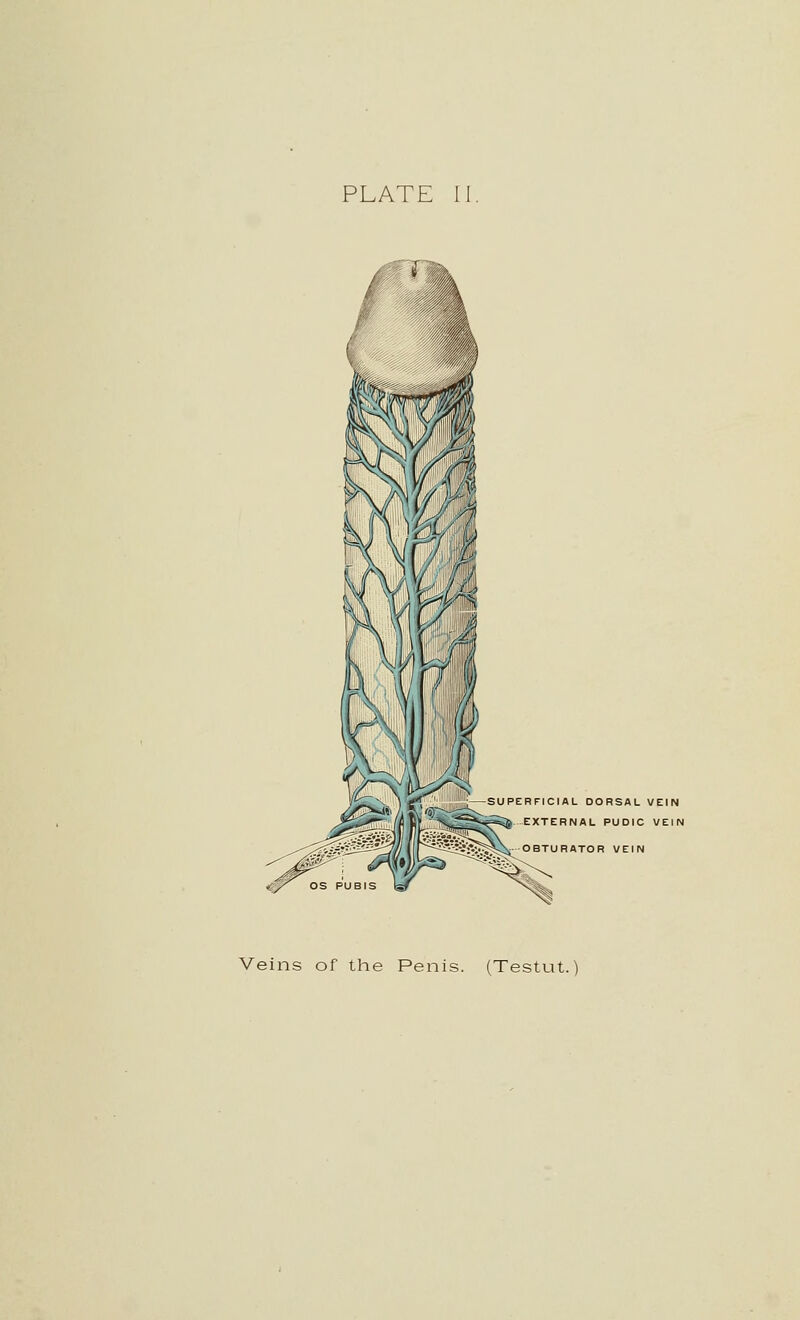 lAL DORSAL VEIN ERNAL PUDIC VEIN URATOR VEIN