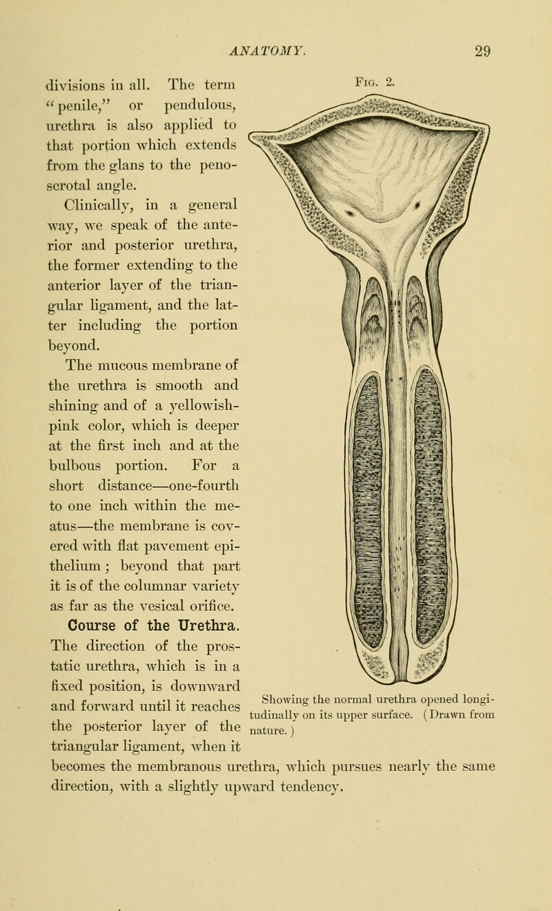 divisions in all. The term Fig. 2.  penile/' or pendulous, nrethra is also applied to that portion which extends from the glans to the peno- scrotal angle. Clinically, in a general way, we speak of the ante- rior and posterior urethra, the former extending to the anterior layer of the trian- gular ligament, and the lat- ter including the portion beyond. The mucous membrane of the urethra is smooth and shining and of a yellowish- pink color, which is deeper at the first inch and at the bulbous portion. For a short distance—one-fourth to one inch within the me- atus—the membrane is cov- ered with flat pavement epi- thelium ; beyond that part it is of the columnar variety as far as the vesical orifice. Course of the Urethra. The direction of the pros- tatic urethra, which is in a fixed position, is downward J £ J j.'i -J. 1- Showing the normal urethra opened longi- and forward until it reaches ^ ,, . ^ ,K^ . tudmally on Its upper surface. (Drawn from the posterior layer of the nature.) triangular ligament, when it becomes the membranous urethra, which pursues nearly the same direction, with a slightly upward tendency.