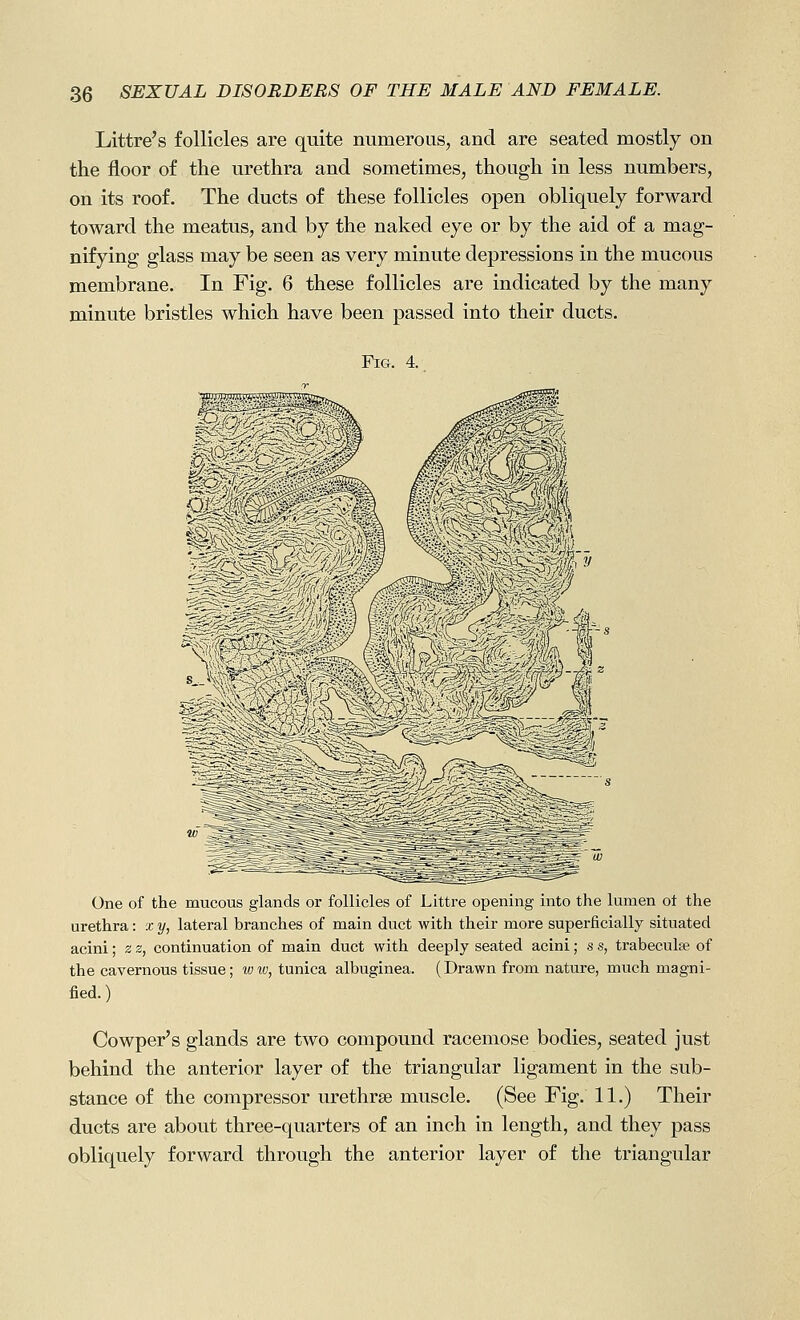 Littre's follicles are quite numerous, and are seated mostly on the floor of the urethra and sometimes, though in less numbers, on its roof. The ducts of these follicles open obliquely forward toward the meatus, and by the naked eye or by the aid of a mag- nifying glass may be seen as very minute depressions in the mucous membrane. In Fig. 6 these follicles are indicated by the many minute bristles which have been passed into their ducts. Fig. 4. One of the mucous glands or follicles of Littre opening into the lumen ot the urethra: x y, lateral branches of main duct with their more superficially situated acini; z z, continuation of main duct with deeply seated acini; s s, trabeculte of the cavernous tissue; ww, tunica albuginea. (Drawn from nature, much magni- fied.) Cowper's glands are two compound racemose bodies, seated just behind the anterior layer of the triangular ligament in the sub- stance of the compressor urethrse muscle. (See Fig. 11.) Their ducts are about three-quarters of an inch in length, and they pass obliquely forward through the anterior layer of the triangular