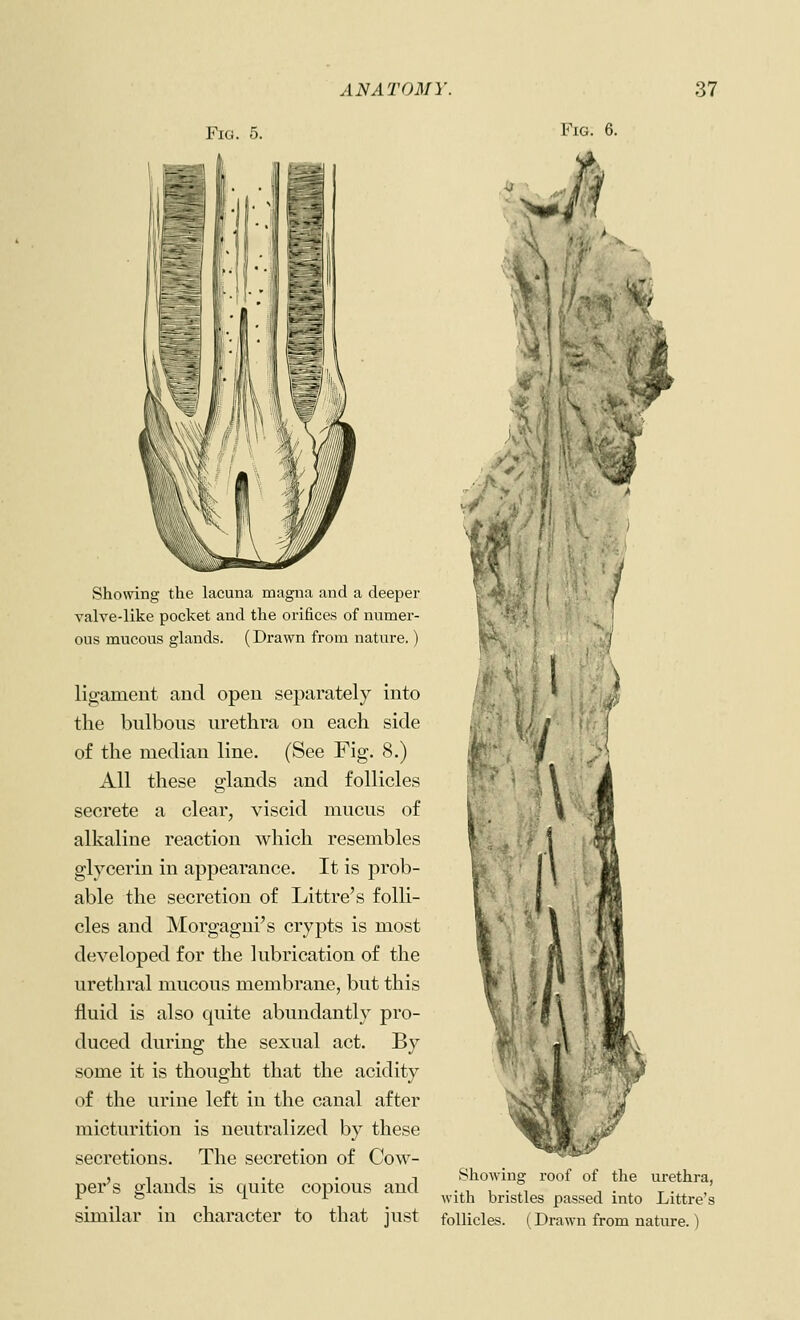 Fig. 5. Fig. 6. Showing the lacuna magna and a deeper valve-like pocket and the orifices of numer- ous mucous glands. (Drawn from nature.) ligament and open se^sarately into the bulbous urethra on each side of the median line. (See Fig. 8.) All these glands and follicles secrete a clear, viscid mucus of alkaline reaction which resembles glycerin in appearance. It is prob- able the secretion of Littre's folli- cles and Morgagui's crypts is most developed for the lubrication of the urethral mucous membran.e, but this fluid is also quite abundantly pro- duced during the sexual act. By some it is thought that the acidity of the urine left in the canal after micturition is neutralized by these secretions. The secretion of Cow- per's glands is quite copious and similar in character to that just Showing roof of the urethra, with bristles passed into Littre's follicles. (Drawn from nature.)