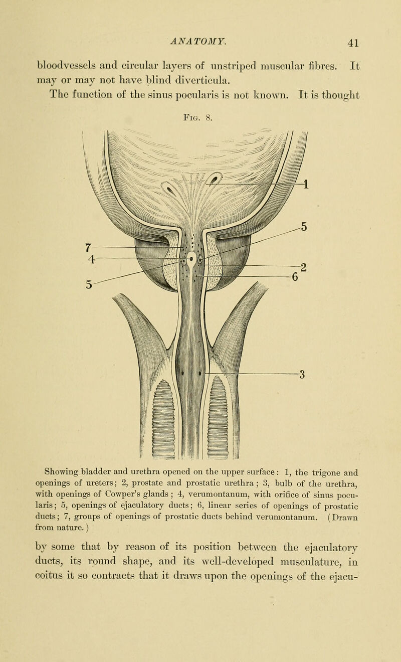 bloodvessels and circular layers of imstriped muscular fibres. It may or may not have blind diverticula. The function of the sinus pocidaris is not known. It is thought Fig. 8. Showing bladder and urethra opened on the upper surface: 1, the trigone and openings of ureters; 2, prostate and prostatic urethra ; 3, bulb of the urethra, with openings of Cowper's glands ; 4, verumontanum, with orifice of sinus pocu- laris; 5, openings of ejaculatory ducts; 6, linear series of openings of prostatic ducts; 7, groups of openings of prostatic ducts behind verumontanum. (Drawn from nature.) by some that by reason of its position between the ejaculatory ducts, its round shape, and its well-developed musculature, in coitus it so contracts that it draws upon the openings of the ejacu-