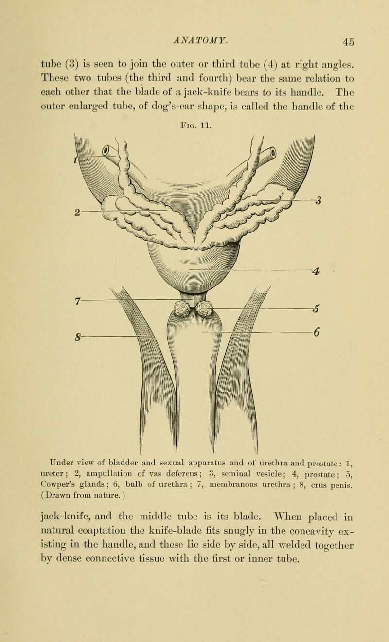 tube (3) is seen to join tlic outer or third tube (4) at right angles. These two tubes (the third and fourth) l)ear the same rehition to each other that the bhide of a jack-knife bears to its handle. The outer enlarged tube, of dog's-ear shape, is called the handle of the Fig. 11. Under view of bladder and sexual apparatus and of urethra and prostate: 1, ureter; 2, ampullalion of vas deferens; 3, seminal vesicle; 4, prostate; 5, Cowper's glands ; 6, bulb of urethra; 7, membranous urethra ; 8, crus penis. (Drawn from natm-e.) jack-knife, and the middle tube is its blade. When placed in natural coaptation the knife-blade fits snugly in the concavity ex- isting in the handle, and these lie side by side, all welded together by dense connective tissue with the first or inner tube.