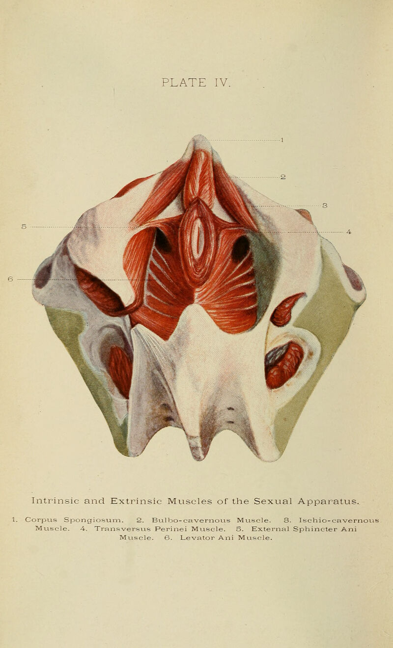 / Intrinsic and Extrinsic Muscles of the Sexual Apparatus. 1. Corpus Spongiosum. 2. Bulbo-eavernous Musele. S. Isehio-ea-vernous Muscle. A. Transversus Perinei Musele. S. External Sphincter Ani Muscle. 6. Levator Ani Musele.