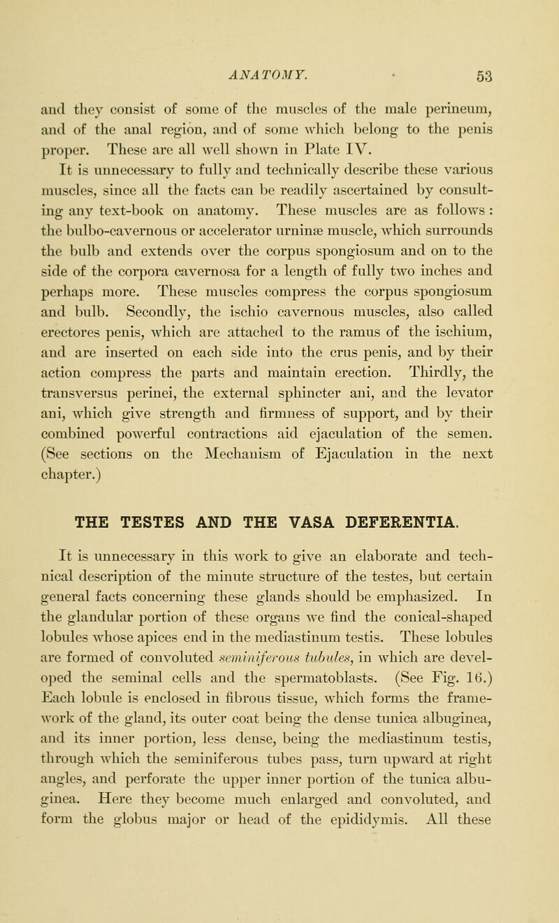 aud they consist of some of the muscles of the male perineum, and of the anal region, and of some which belong to the penis proper. These are all well shown in Plate IV. It is unnecessary to fully and technically describe these various muscles, since all the facts can be readily ascertained by consult- ing any text-book on anatomy. These muscles are as follows : the bulbo-cavernous or accelerator urninse muscle, which surrounds the bulb and extends over the corpus spongiosum and on to the side of the corpora cavernosa for a length of fully two inches and perhaps more. These muscles compress the corpus spongiosum and bulb. Secondly, the ischio cavernous muscles, also called erectores penis, which are attached to the ramus of the ischium, and are inserted on each side into the crus penis, and by their action compress the parts and maintain erection. Thirdly, the transversus perinei, the external sphincter aui, and the levator ani, which give strength and firmness of support, and by their combined powerful contractions aid ejaculation of the semen. (See sections on the Mechanism of Ejaculation in the next chapter.) THE TESTES AND THE VASA DEFERENTIA. It is unnecessary in this work to give an elaborate and tech- nical description of the minute structure of the testes, but certain general facts concerning these glands should be emphasized. In the glandular portion of these organs we find the conical-shaped lobules whose apices end in the mediastinum testis. These lobules are formed of convoluted seminiferous tubules, in which are devel- oped the seminal cells and the spermatoblasts. (See Fig. 16.) Each lobule is enclosed in fibrous tissue, which forms the frame- work of the gland, its outer coat being the dense tunica albuginea, and its inner portion, less dense, being the mediastinum testis, through which the seminiferous tubes pass, turn upward at right angles, and perforate the upper inner portion of the tunica albu- ginea. Here they become much enlarged and convoluted, aud form the globus major or head of the epididymis. All these
