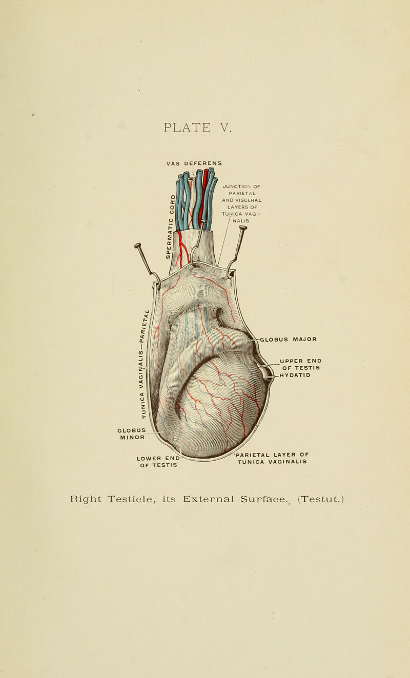 VAS DEFERENS UNOTION OF AND VISCERAL LAYERS OF TUNICA VAGI- NALIS GLOBUS MAJOR UPPER END OF TESTIS HYDATID LOWER E OF TESTIS LAYER OF TUNICA VAGINALIS Right Testicle, its External Surface. (Testut.)
