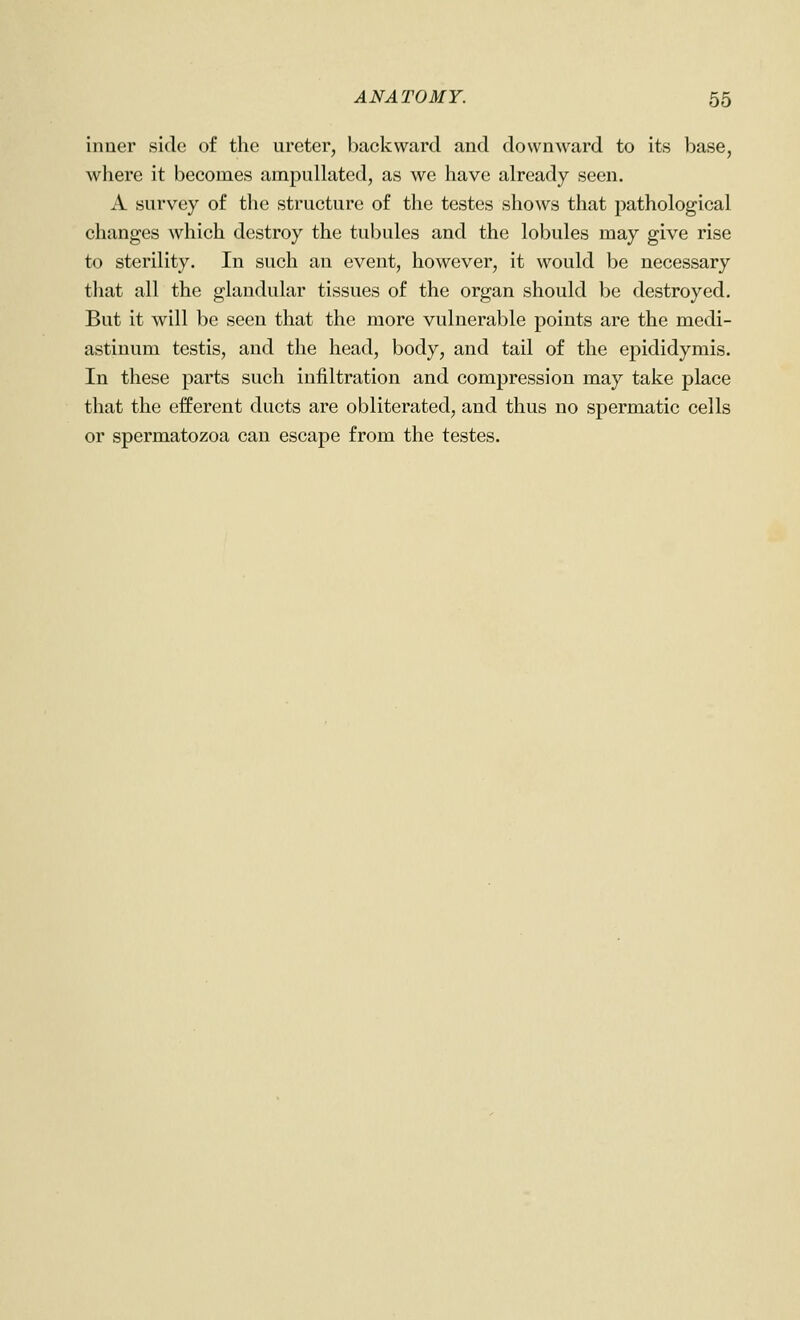 inner side of the ureter, backward and downward to its base, where it becomes ampullated, as we have already seen. A survey of the structure of the testes shows that pathological changes which destroy the tubules and the lobules may give rise to sterility. In such an event, however, it would be necessary that all the glandular tissues of the organ should be destroyed. But it will be seen that the more vulnerable points are the medi- astinum testis, and the head, body, and tail of the epididymis. In these parts such infiltration and compression may take place that the efferent ducts are obliterated, and thus no spermatic cells or spermatozoa can escape from the testes.