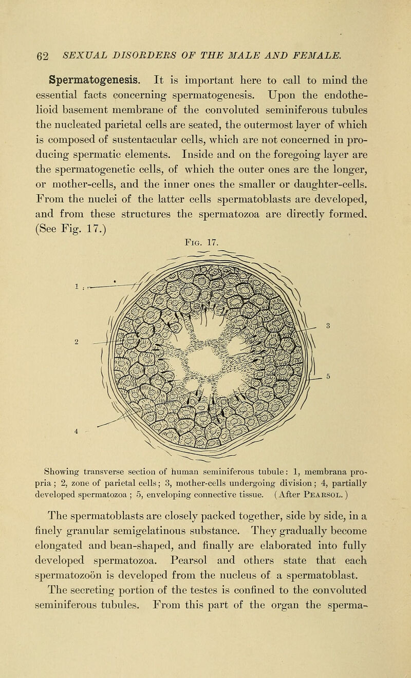 Spermatog'enesis. It is important here to call to mind the essential facts concerning spermatogenesis. Upon the endothe- lioid basement membrane of the convoluted seminiferous tubules the nucleated parietal cells are seated, the outermost layer of which is composed of sustentacular cells, which are not concerned in pro- ducing spermatic elements. Inside and on the foregoing layer are the spermatogenetic cells, of which the outer ones are the longer, or mother-cells, and the inner ones the smaller or daughter-cells. From the nuclei of the latter cells spermatoblasts are developed, and from these structures the spermatozoa are directly formed. (See Fig. 17.) Fig. 17. Showing transverse section of human seminiferous tubule: 1, membi-ana pro- pria ; 2, zone of parietal cells; 3, mother-cells undergoing division; 4, partially developed spermatozoa ; 5, enveloping connective tissue. (After Peaesol. ) The spermatoblasts are closely packed together, side by side, in a finely granular semigelatinous substance. They gradually become elongated and bean-shaped, and finally are elaborated into fully developed spermatozoa. Pearsol and others state that each spermatozo5n is developed from the nucleus of a spermatoblast. The secreting portion of the testes is confined to the convoluted seminiferous tubules. From this part of the organ the sperma-