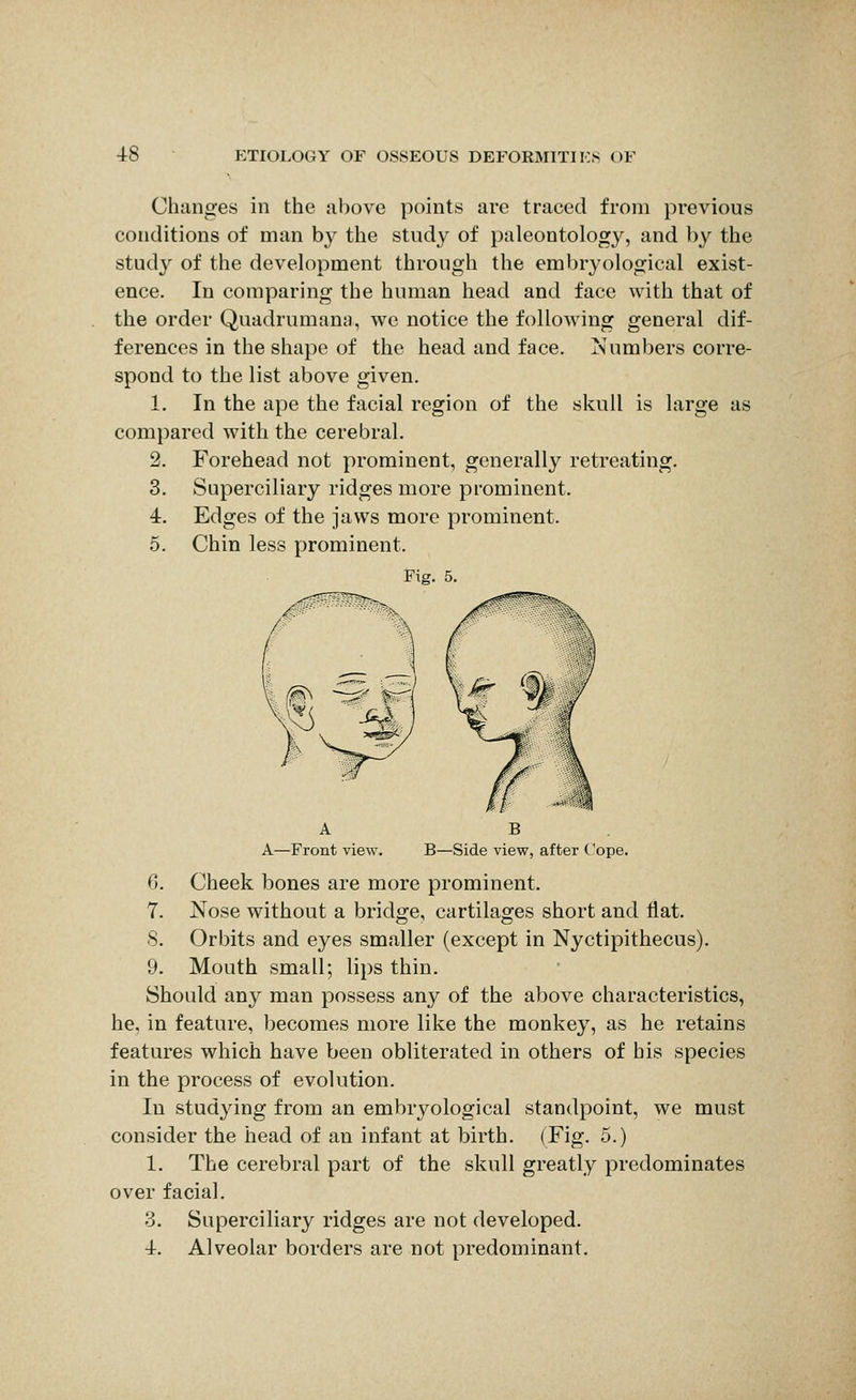 Changes in the above points are traced from previous conditions of man by the study of paleontology, and by the study of the development through the embryological exist- ence. In comparing the human head and face with that of the order Quadrumana, we notice the following general dif- ferences in the shape of the head and face. Numbers corre- spond to the list above given. 1. In the ape the facial region of the skull is large as compared with the cerebral. 2. Forehead not prominent, generally retreating. 3. Superciliary ridges more prominent. 4. Edges of the jaws more prominent. 5. Chin less prominent. Fig. 5. B B—Side view, after Cope. 6. Cheek bones are more prominent. 7. Nose without a bridge, cartilages short and Hat. S. Orbits and eyes smaller (except in Nyctipithecus). 9. Mouth small; lips thin. Should any man possess any of the above characteristics, he, in feature, becomes more like the monkey, as he retains features which have been obliterated in others of his species in the process of evolution. In studying from an embryological standpoint, we must consider the head of an infant at birth. (Fig. 5.) 1. The cerebral part of the skull greatly predominates over facial. 3. Superciliary ridges are not developed. 4. Alveolar borders are not predominant.