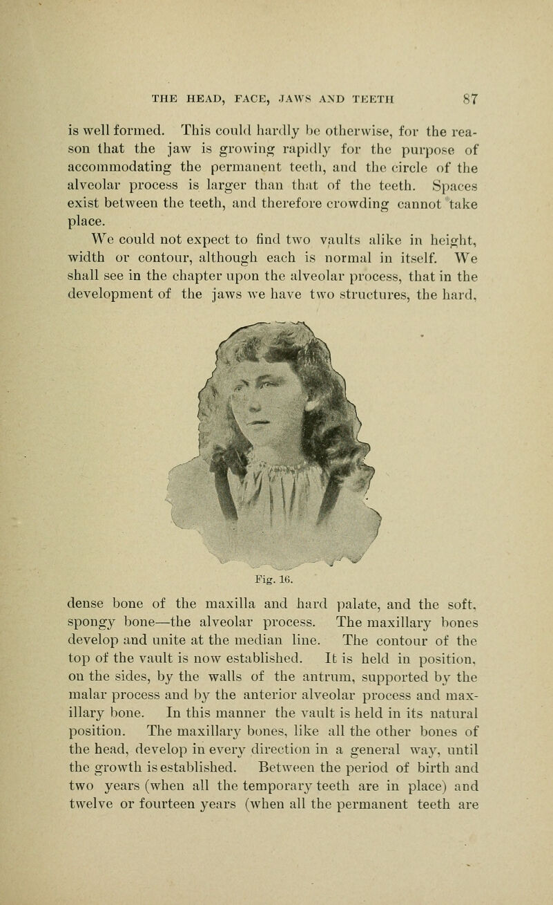 is well formed. This could hardly be otherwise, for the rea- son that the jaw is growinj^ rapidly for the purpose of accommodating the permanent teeth, and the circle of the alveolar process is larger than that of the teeth. Spaces exist between the teeth, and therefore crowding cannot take place. We could not expect to find two vaults alike in height, width or contour, although each is normal in itself. We shall see in the chapter upon the alveolar process, that in the development of the jaws we have two structures, the hard, Fig. 16. dense bone of the maxilla and hard palate, and the soft, spongy bone—the alveolar process. The maxillary bones develop and unite at the median line. The contour of the top of the vault is now established. It is held in position, on the sides, by the walls of the antrum, supported by the malar process and by the anterior alveolar process and max- illary bone. In this manner the vault is held in its natural position. The maxillary bones, like all the other bones of the head, develop in every direction in a general way, until the growth is established. Between the period of birth and two years (when all the temporary teeth are in place) and twelve or fourteen years (when all the permanent teeth are