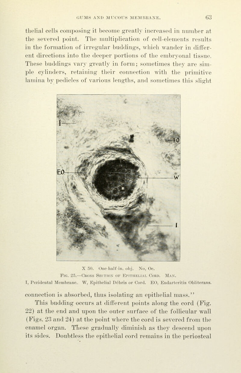 thelial cells composing it become greatly increased in number at the severed point. The multiplication of cell-elements results in the formation of irregular buddings, which wander in differ- ent directions into the deeper portions of the embryonal tissue. These buddings vary greatly in form; sometimes they are sim- ple cylinders, retaining their connection with the primitive lamina by pedicles of various lengths, and sometimes this slight X 50. One-half-in. obj. No, Oc. Fig. 25.—Cross Section of Epithelial Cord. Man. T, Peridental Membrane. W, Epithelial Debris or Cord. EO, Endarteritis Obliterans. connection is absorbed, thus isolating an epithelial mass. This budding occurs at different points along the cord (Fig. 22) at the end and upon the outer surface of the follicular wall (Figs. 23 and 24) at the point where the cord is severed from the enamel organ. These gradually diminish as they descend upon its sides. Doubtless the epithelial cord remains in the periosteal