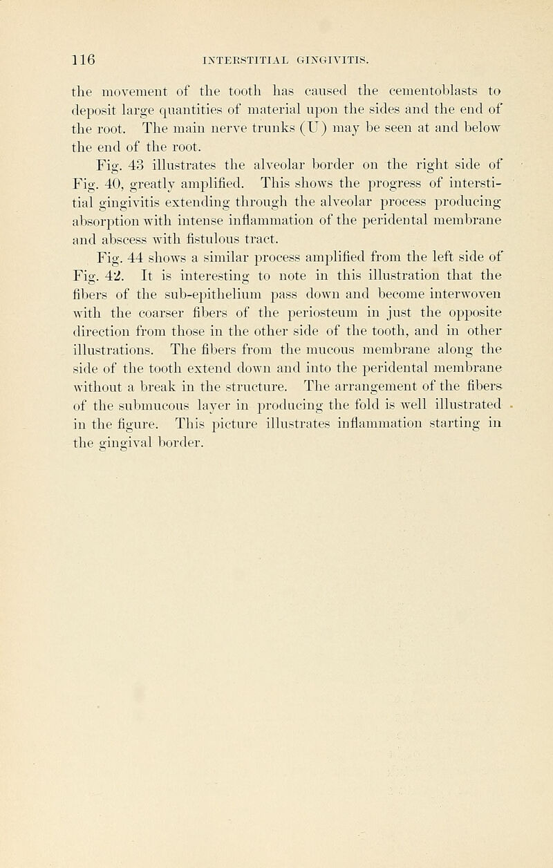 the movement of the tooth has caused the cementoblasts to deposit large quantities of material upon the sides and the end of the root. The main nei've trunks (U) may be seen at and below the end of the root. Fig. 43 illustrates the alveolar border on the right side of Fig. 40, greatly amplified. This shows the progress of intersti- tial gingivitis extending through the alveolar process producing absorption with intense inflammation of the peridental membrane and abscess with fistulous tract. Fig. 44 shows a similar process amplified from the left side of Fig. 42. It is interesting to note in this illustration that the fibers of the sub-epithelium pass down and become interwoven with the coarser fibers of the periosteum in just the 023j)Osite direction from those in the other side of the tooth, and in other illustrations. The fibers from the mucous membrane along the side of the tooth extend down and into the peridental membrane, without a break in the structure. The arrangement of the fibers of the submucous layer in producing the fold is well illustrated in the figure. This picture illustrates inflammation starting in the o'ingival border.