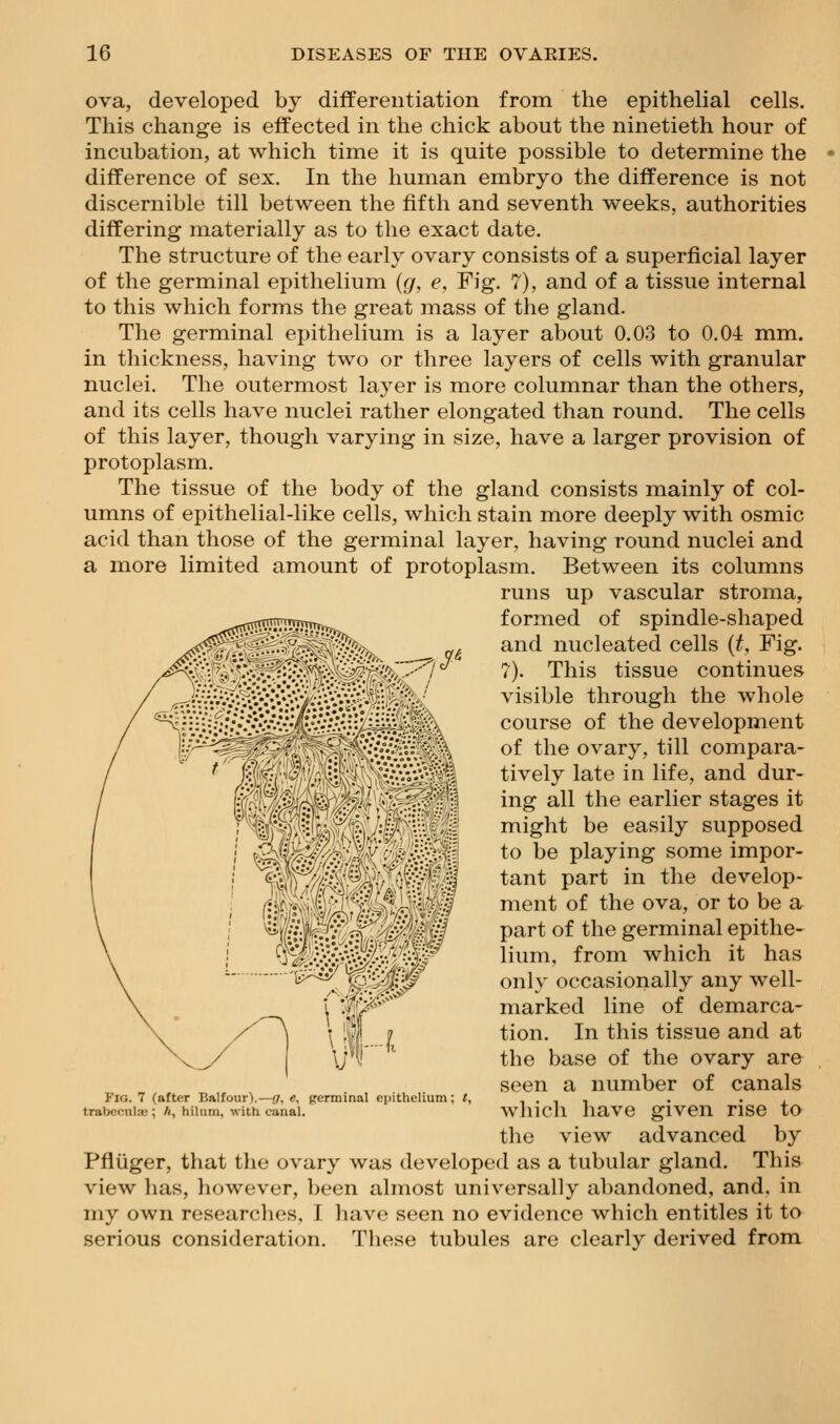 ova, developed by differentiation from the epithelial cells. This change is effected in the chick about the ninetieth hour of incubation, at which time it is quite possible to determine the difference of sex. In the human embryo the difference is not discernible till between the fifth and seventh weeks, authorities differing materially as to the exact date. The structure of the early ovary consists of a superficial layer of the germinal epithelium {g, e. Fig. 7), and of a tissue internal to this which forms the great mass of the gland. The germinal epithelium is a layer about 0.03 to 0.04 mm. in thickness, having two or three layers of cells with granular nuclei. The outermost layer is more columnar than the others, and its cells have nuclei rather elongated than round. The cells of this layer, though varying in size, have a larger provision of protoplasm. The tissue of the body of the gland consists mainly of col- umns of epithelial-like cells, which stain more deeply with osmic acid than those of the germinal layer, having round nuclei and a more limited amount of protoplasm. Between its columns runs up vascular stroma, formed of spindle-shaped and nucleated cells {t, Fig. ?). This tissue continues visible through the whole course of the development of the ovary, till compara- tively late in life, and dur- ing all the earlier stages it might be easily supposed to be playing some impor- tant part in the develop- ment of the ova, or to be a part of the germinal epithe- lium, from which it has only occasionally any well- marked line of demarca- tion. In this tissue and at the base of the ovary are seen a number of canals wliich have given rise to the view advanced by Pfliiger, that the ovary was developed as a tubular gland. This view has, however, been almost universally abandoned, and. in my own researches, I have seen no evidence which entitles it to serious consideration. These tubules are clearly derived from Fig. 7 (after Balfour).—o, e, frerminal epithelium; t, trabecwloB ; A, hilum, with canal.