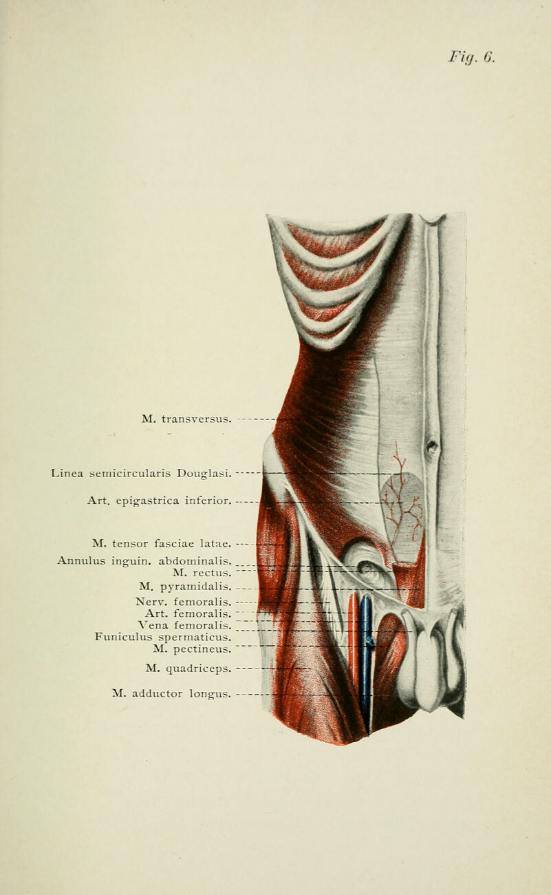 Fifj. G. M. transversus. Linea semicircularis Douglasi. Art. epigfastrica inferior. M. tensor fasciae latae. -— Anniilus inguin. abdominalis. M. rectus. M. pyramidalis. Nerv. femoralis. Art. femoralis. Vena femoralis. Funiculus spermaticus. M. pectineus. M. quadriceps. -