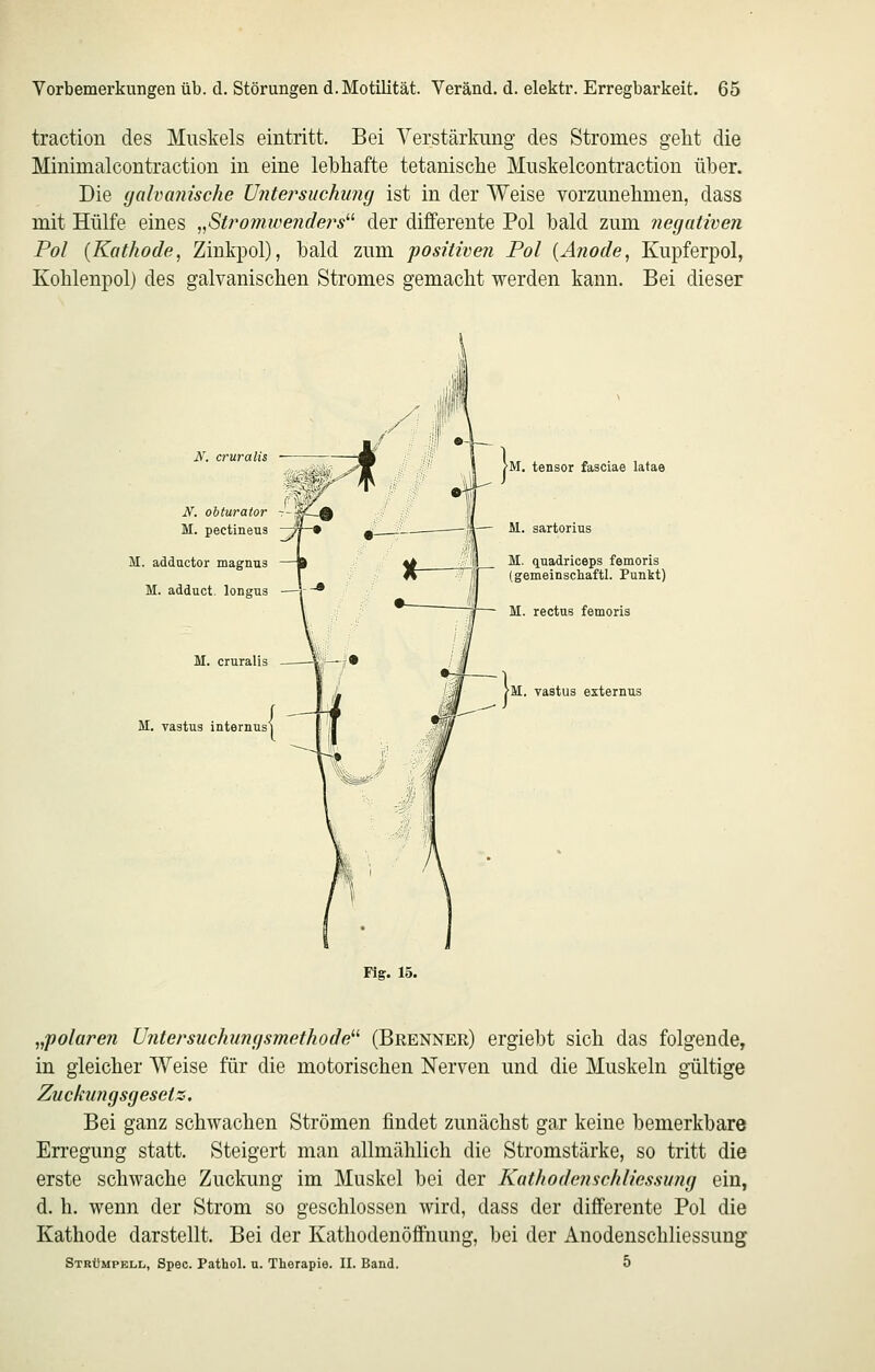traction des Muskels eintritt. Bei Yerstärkimg- des Stromes geht die Minimalcoütraction in eine lebhafte tetanische Muskelcontraction über. Die (jalvanische üiitersuchmuj ist in der Weise vorzunehmen, dass mit Hülfe eines „St?'omwe?ide}'s der differente Pol bald zum negativen Pol {Kathode, Zinkpol), bald zum positiven Pol [Anode, Kupferpol, Kohlenpol) des galvanischen Stromes gemacht werden kann. Bei dieser N. obturator - M. pectineus M. adductor magnus M. adduct. longus M. vastus internus M. cruralis ^r~?* M. tensor fasciae latae - M. sartorius _ M. quadriceps femoris (gemeinschaftl. Punkt) M. rectus femoris vastus externus Fig. 15. „polaren Untersuchiimfsmethode!-'' (Brenner) ergiebt sich das folgende, in gleicher Weise für die motorischen Nerven und die Muskeln gültige Zuckiingsgesets. Bei ganz schwachen Strömen findet zunächst gar keine bemerkbare En'egung statt. Steigert man allmählich die Stromstärke, so tritt die erste schwache Zuckung im Muskel bei der Kathodenschliessung ein, d. h. wenn der Strom so geschlossen wird, dass der differente Pol die Kathode darstellt. Bei der Kathodenöffnung, bei der Anodenschliessung Strümpell, Spec. Pathol. n. Therapie. II. Band. 5