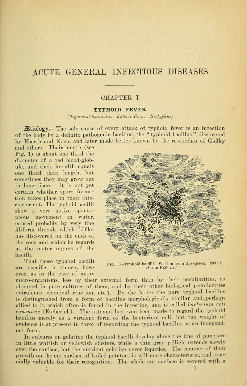 ACUTE GENERAL INFECTIOUS DISEASES CHAPTER I TYPHOID FEVER (Typhus ahclominalis. Enteric Fever. Ileotyphus) Etiology.—The sole cause of eveiy attack of typhoid fever is an infection -of the body by a deiinite pathogenic bacillus, the  typhoid bacillus  discovered by Eberth and Koch, and later made better known by the researches of Gaffky and others. Their length (see JFig. 1) is about one third the diameter of a red blood-glob- ule, and their breadth equals one third their length, but ■sometimes they may grow out in long fibers. It is not yet certain whether spore forma- tion takes place in their inte- Tior or not. The typhoid bacilli show a very active sponta- neous movement in water, caused probably by very fine filiform threads which Loffler has discovered on the ends of the rods and which he regards as the motor organs of the' bacilli. That these typhoid bacilli •are specific, is shown, how- ever, as in the case of many micro-organisms, less by their external form than by their peculiarities, as observed in pure cultures of them, and by their other biological peculiarities (virulence, chemical reaction, etc.). By the latter the pure typhoid bacillus is distinguished from a form of bacillus morphologically similar and^perhaps allied to it, which often is found in the intestine, and is called hacterium coli commune (Escherich). The attempt has even been made to regard the typhoid Taacillus merely as a virulent form of the bacterium coli, but the weight of evidence is at present in favor of regarding the typhoid bacillus as an independ- ent form. In cultures on gelatine the typhoid bacilli develop along the line of puncture in little whitish or yellowish clusters, while a thin gray pellicle extends slowly over the surface, but the nutrient gelatine never liquefies. The manner of their growth on the cut surface of boiled potatoes is still more characteristic, and espe- cially valuable for their recognition. The whole cut surface is covered with a 1 1 Fig. 1.—Typhoid bacilli. Section from the spleen. 800 : 1. (From FlCgge.)