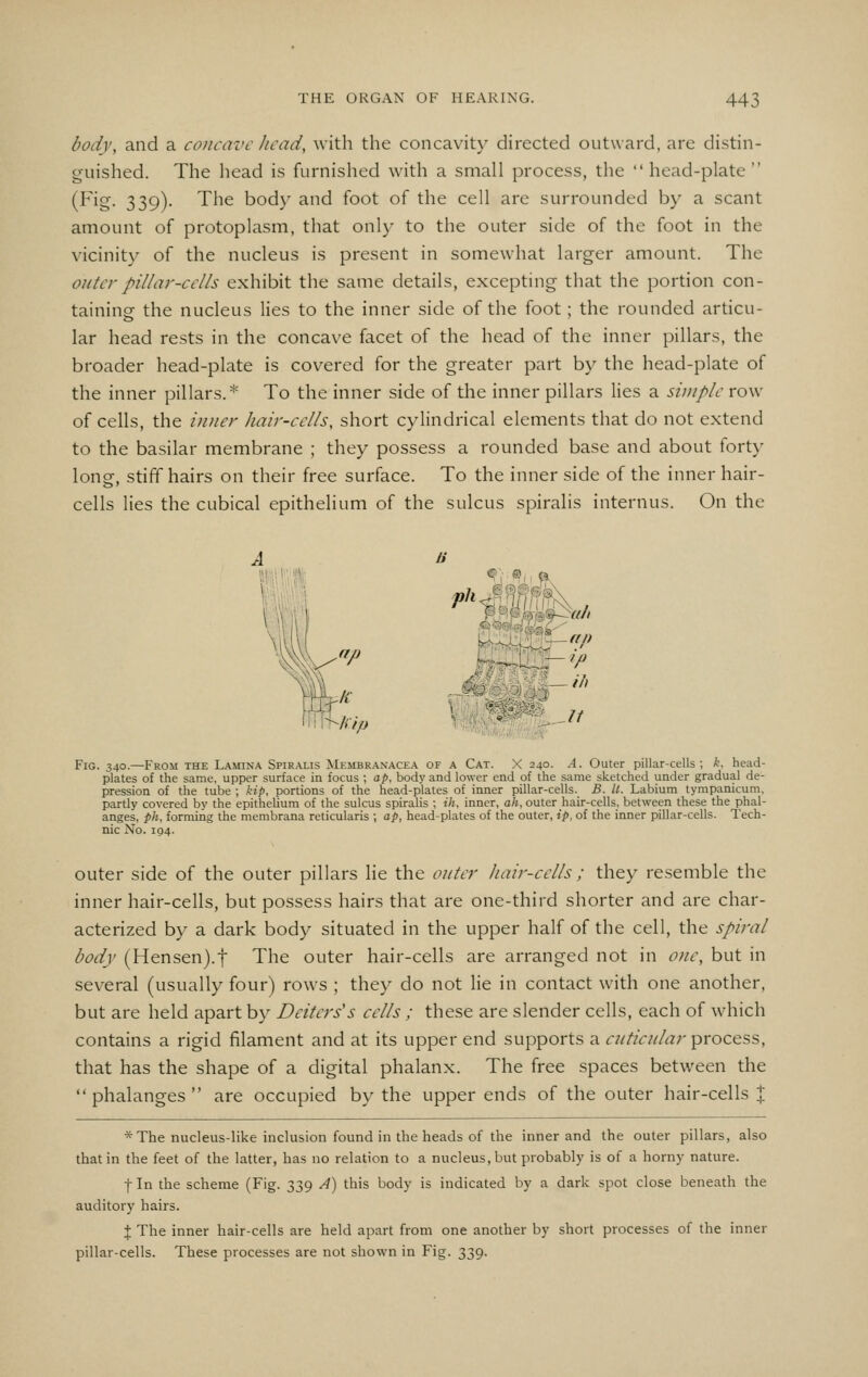 body, and a concave head, with the concavity directed outward, arc distin- guished. The head is furnished with a small process, the head-plate (Fig. 339). The body and foot of the cell are surrounded by a scant amount of protoplasm, that only to the outer side of the foot in the vicinity of the nucleus is present in somewhat larger amount. The outer pillar-cells exhibit the same details, excepting that the portion con- taining the nucleus lies to the inner side of the foot; the rounded articu- lar head rests in the concave facet of the head of the inner pillars, the broader head-plate is covered for the greater part by the head-plate of the inner pillars.* To the inner side of the inner pillars lies a simple row of cells, the inner hair-cells, short cylindrical elements that do not extend to the basilar membrane ; they possess a rounded base and about forty long, stiff hairs on their free surface. To the inner side of the inner hair- cells lies the cubical epithelium of the sulcus spiralis internus. On the np K ^. ,— '■/' N^^ hip ' ,// Fig. 340.—From the Lamina Spiralis Membranacea of a Cat. X 240. A. Outer pillar-cells; k. head- plates of the same, upper surface in focus ; ap. body and lower end of the same sketched under gradual de- pression of the tube ; kip, portions of the head-plates of inner pillar-cells. B. U. Labium tympanicum, partly covered by the epithehum of the sulcus spiralis ; ih. inner, ah, outer hair-cells, between these the phal- anges, ph, forming the membrana reticularis ; ap, head-plates of the outer, ip, of the inner pillar-cells. Tech- nic No. 194. outer side of the outer pillars lie the onter hair-cells ; they resemble the inner hair-cells, but possess hairs that are one-third shorter and are char- acterized by a dark body situated in the upper half of the cell, the spiral body (Hensen).t The outer hair-cells are arranged not in one, but in several (usually four) rows ; they do not lie in contact with one another, but are held apart by Deiters's cells ; these are slender cells, each of which contains a rigid filament and at its upper end supports a cuticnlar process, that has the shape of a digital phalanx. The free spaces between the  phalanges  are occupied by the upper ends of the outer hair-cells % * The nucleus-like inclusion found in the heads of the inner and the outer pillars, also that in the feet of the latter, has no relation to a nucleus, but probably is of a horny nature. I In the scheme (Fig. 339 A) this body is indicated by a dark spot close beneath the auditory hairs. X The inner hair-cells are held apart from one another by short processes of the inner pillar-cells. These processes are not shown in Fig. 339.