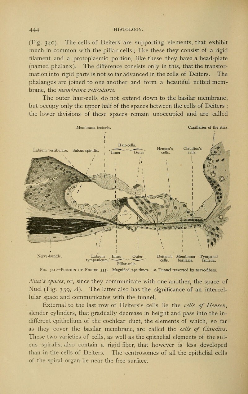 (Fig. 340). The cells of Deiters are supporting elements, that exhibit much in common with the pillar-cells ; like these they consist of a rigid filament and a protoplasmic portion, like these they have a head-plate (named phalanx). The difference consists only in this, that the transfor- mation into rigid parts is not so far advanced in the cells of Deiters. The phalanges are joined to one another and form a beautiful netted mem- brane, the membrana reticularis. The outer hair-cells do not extend down to the basilar membrane, but occupy only the upper half of the spaces between the cells of Deiters ; the lower divisions of these spaces remain unoccupied and are called Membrana tectoria. Capillaries of the stria. ( -, Hair-cells. Labium vestibulare. Sulcus spiralis. ', -J^^^T—5;;;;^ Tells'^ celt^'^ ^ I ^^1 ^ ^ Nerve-bundle. Labium Inner Outer Deiters's Membrana Tympanal tympanicum. ^ -—^^ cells. basilaris. lameUa. Pillar-cells. Fig. 341.—Portion of Figure 335. Magnified 240 times, x. Tunnel traversed by nerve-fibers. Nuefs Spaces, or, since they communicate with one another, the space of Nuel (Fig. 339, A). The latter also has the significance of an intercel- lular space and communicates with the tunnel. External to the last row of Deiters's cells lie the cells of Hensen, slender cylinders, that gradually decrease in height and pass into the in- different epithelium of the cochlear duct, the elements of which, so far as they cover the basilar membrane, are called the cells of Claudius. These two varieties of cells, as well as the epithelial elements of the sul- cus spiralis, also contain a rigid fiber, that however is less developed than in the cells of Deiters. The centrosomes of all the epithelial cells of the spiral organ lie near the free surface.