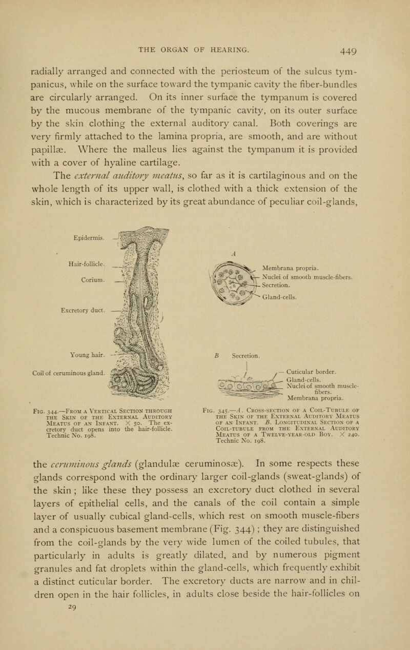 radially arranged and connected with the periosteum of the sulcus tym- panicus, while on the surface toward the tympanic cavity the fiber-bundles are circularly arranged. On its inner surface the tympanum is covered by the mucous membrane of the t)'mpanic cavity, on its outer surface by the skin clothing the external auditory canal. Both coverings are very firmly attached to the lamina propria, are smooth, and are without papillae. Where the malleus lies against the tympanum it is provided with a cover of hyaline cartilage. The external auditory meatus, so far as it is cartilaginous and on the whole length of its upper wall, is clothed with a thick extension of the skin, which is characterized by its great abundance of peculiar coil-glands, Epidermis. Hair-follicle. Corium. Excretory duct. Young hair. Coil of ceruminous gland. Fig. 344.—From a Vertical Section through THE Skin of the External Auditory Meatus of an Inf.^nt. X 50. The ex- cretory duct opens into the hair-follicle. Technic No. 108. Membrana propria. Nuclei of smooth muscle-fibers. Secretion. Gland-cells. B Secretion. .- L Fig ,— Cuticular border. _^_^ ^ M^ Gland-ceOs. '>S-P'~C''cv^^^^^-_ Nuclei of smooth muscle- *-~i=^=s^— Membrana propria. 345.—A. Cross-section of a Coil-Tubule of THE Skin of the External Auditory Meatus of an Infant. B. Longitudinal Section of a Coil-tubule from the External Auditory Meatus of a Twelve-year-old Boy. X 240. Technic No. igS. the ccniniiiious glands (glandulje ceruminosas). In some respects these glands correspond with the ordinary larger coil-glands (sweat-glands) of the skin ; like these they possess an excretory duct clothed in several layers of epithelial cells, and the canals of the coil contain a simple layer of usually cubical gland-cells, which rest on smooth muscle-fibers and a conspicuous basement membrane (Fig. 344) ; they are distinguished from the coil-glands by the very wide lumen of the coiled tubules, that particularly in adults is greatly dilated, and by numerous pigment granules and fat droplets within the gland-cells, which frequently exhibit a distinct cuticular border. The excretory ducts are narrow and in chil- dren open in the hair follicles, in adults close beside the hair-follicles on 29