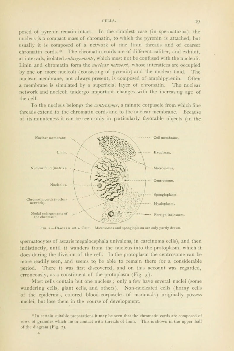 posed of pyrenin remain intact. In the simplest case (in spermatozoa), the nucleus is a compact mass of chromatin, to which the pyrenin is attached, but usually it is composed of a network of fine linin threads and of coarser chromatin cords. * The chromatin cords are of different caliber, and exhibit, at intervals, isolated enlargements, which must not be confused with the nucleoli. Linin and chromatin form the nuclear network, whose interstices are occupied by one or more nucleoli (consisting of pyrenin) and the nuclear fluid. The nuclear membrane, not always present, is composed of amphipyrenin. Often a membrane is simulated by a superficial layer of chromatin. The nuclear network and nucleoli undergo important changes with the increasing age of the cell. To the nucleus belongs the centrosome, a minute corpuscle from which fine threads e.xtend to the chromatin cords and to the nuclear membrane. Because of its minuteness it can be seen only in particularly favorable objects (in the Niick-ir fluid (m.ilrix). Chromatin cords (nnck nelwork). Exopla Spongiopla Hyaloplasr -- Foreign inclosu -Diagram of a Crli.. Microsomes and spongioplasm arc only partly drawi spermatocytes of a.scaris megalocephala univalens, in carcinoma cells), and then indistinctly, until it wanders from the nucleus into the protoplasm, which it does during the division of the cell. In the protoplasm the centrosome can be more readily seen, and seems to be able to remain there for a considerable period. There it was first discovered, and on this account was regarded, erroneously, as a constituent of the protoplasm (Fig. 3). Most cells contain but one nucleus; only a few have several nuclei (some wandering cells, giant cells, and others). Non-nucleated cells (horny cells of the epidermis, colored blood-corpuscles of mammals) originally possess nuclei, but lose them in the course of development. * In certain suitable preparations it may be seen that the chromatin cords are composed of rows of granules which lie in contact with threads of linin. This is shown in the upper half of the diagram (I'ig. 2).