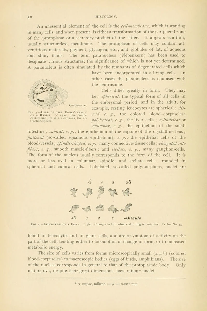 5° An unessential element of the cell is the cell-membrane, which is wanting in many cells, and when present, is either a transformation of the peripheral zone of the protoplasm or a secretory product of the latter. It appears as a thin, usually structureless, membrane. The protoplasm of cells may contain ad- ventitious materials, pigment, glycogen, etc., and globules of fat, of aqueous and slimy fluids. The term paranucleus (Nebenkern) has been used to designate various structures, the significance of which is not yet determined. A paranucleus is often simulated by the remnants of degenerated cells which have been incorporated in a living cell. In other cases the paranucleus is confused with the centrosorae. Cells differ greatly in form. They may be: spherical, the typical form of all cells in s^ the embryonal period, and in the adult, for  Centrosome. . .... e.xample, resting leucocytes are spherical; dis- oo.^'rhe'double '''''. <?• S-^ ^^ colored blood-corpuscles; ear area, t e at- polyhedral, c. g., the liver cclls ; cylindrical or columnar, e. g., the epithelium of the small intestine; cubical, e. g., the epithelium of the capsule of the crystalline lens ; flattened (so-called squamous epithelium), e. g., the epithelial cells of the blood-vessels ; spindle-shaped, e. g., many connective-tissue cells ; elongated into fibers, e.g., smooth muscle-fibers; and stellate, e. g., many ganglion-cells. The form of the nucleus usually corresponds to the form of the cell. It is more or less oval in columnar, spindle, and stellate cells; rounded in spherical and cubical cells. Lobulated, so-called polymorphous, nuclei are 2/^ •Stef^ 3/i s e a 40 Minute Fig. 4.—Leucocytes of a Frog. X 560. Changes in form observed during t linutes. Techn. No. 43. found in leucocytes and in giant cells, and are a symptom of activity on the part of the cell, tending either to locomotion or change in form, or to increased metabolic energy. The size of cells varies from forms microscopically small (4 /i*) (colored blood-corpuscles) to macroscopic bodies (eggs of birds, amphibians). The size of the nucleus corresponds in general to that of the protoplasmic body. Only mature ova, despite their great dimensions, have minute nuclei. * A fUKpnv, mikron = /i = o.ooi mm.