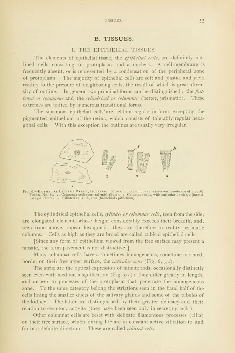B. TISSUES. I. THE EPITHELIAL TISSUES. The elements of epithelial tissue, the epithelial cells, are definitely out- lined cells consisting of protoplasm and a nucleus. A cell-membrane is frequently absent, or is represented by a condensation of the peripheral zone of protoplasm. The majority of epithelial cells are soft and plastic, and yield readily to tlie pres.sure of neighboring cells, the result of which is great diver- sity of outline. In general two principal forms can be distinguished : the Jlal- Uiuul or squamous ?ind Xht cylindrical or eolumnar (better, prismatic). These extremes are united by numerous transitional forms. The scjuamous epithelial cells'are seldom regular in form, excepting the pigmented epithelium of the retina, which consists of tolerably regular hexa- gonal cells. With this exception the outlines are usually very irregular. Fig. 6.—Epithblial Cells op Rabbit, Isolatbd. X 560. i. Squamous cells (mucous membrane of mouth), Techn No. 85. 2. Columnar cells (corneal epithelium). 3. Columnar cells, with cuticular border, j (intesti- nal epithelium). 4. Ciliated cells : h, cilia (bronchial epithelium). The cylindrical oi)ithelial cells, cylinder or columnar cells, seen from the side, are elongated elements whose height considerably exceeds their breadth, and, seen from above, appear hexagonal ; they are therefore in reality prismatic columns. Cells as high as they are broad are called cubical epithelial cells. [Since any form of epithelium viewed from the free surface may present a mosaic, the term pavement is not distinctive.] Many columnar cells have a sometimes homogeneous, sometimes striated, border on their free upper surface, the cuticular zone (Fig. 6, 3.?). The strife are the optical exi)ression of minute rods, occasionally distinctly seen even with medium magnification (Fig. 9 t) ; they differ greatly in length, and answer to processes of the protoplasm that penetrate the homogeneous zone. To the same category belong the striations seen in the basal half of the cells lining the smaller ducts of the salivary glands and some of the tubules of the kidney. The latter are distinguished by their greater delicacy and their relation to secretory activity (they have been seen only in secreting cells). Other columnar cells are beset with delicate filamentous processes (cilia) on their free surface, which during life are in constant active vibration to and fro in a definite direction. These are called ciliated cells.