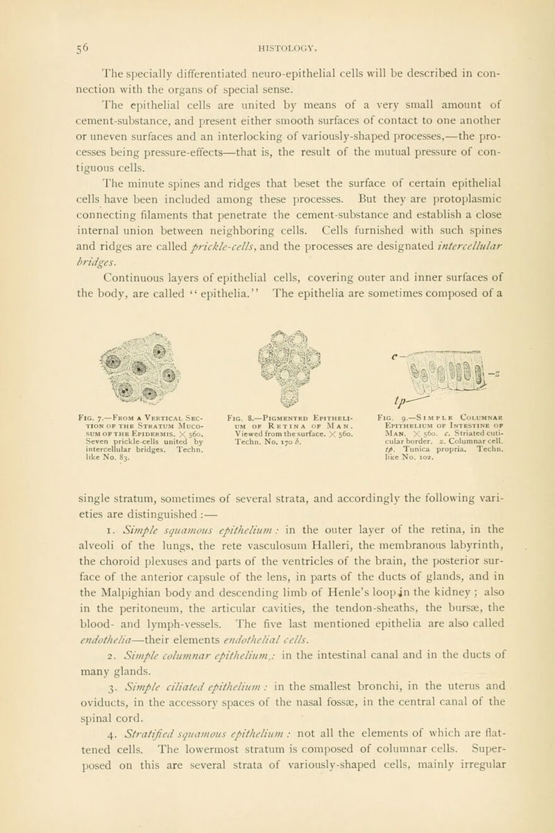 The specially differentiated neuro-epithelial cells will be described in con- nection with the organs of special sense. The epithelial cells are united by means of a very small amount of cement-substance, and present either smooth surfaces of contact to one another or uneven surfaces and an interlocking of variously-shaped processes,—the pro- cesses being pressure-effects—that is, the result of the mutual pressure of con- tiguous cells. The minute spines and ridges that beset the surface of certain epithelial cells have been included among these processes. But they are protoplasmic connecting filaments that penetrate the cement-substance and establish a close internal union between neighboring cells. Cells furnished with such spines and ridges are called prickle-cells, and the processes are designated intercellular bridges. Continuous layers of epithelial cells, covering outer and inner surfaces of the body, are called  epithelia. The epithelia are sometimes com])osed of a Fig. 7.—From a Vertical Sec- Fig. 8.- TION OF THE Stratum Muco- um of Retina of Man. Epithelium of Intestine of SUMOFTHE F.plDERMis. :■'560. Vicvvcd from the surfacc. X 560. Man. X =;6o. c. Striated cuti- Seven prickle-cells united by Tcchn. No. 170.5. cular border. =, Columnar cell, intercellular bridges. Techn. /;*. Tunica propria. Techn. like No. 83. like No. loj. single stratum, sometimes of several strata, and accordingly the following vari- eties are distinguished :—■ 1. Simple sqttamous epitheliuiii: in the outer layer of the retina, in the alveoli of the lungs, the rete vasculosum Halleri, the membranous labyrinth, the choroid plexuses and parts of the ventricles of the brain, the posterior sur- face of the anterior capsule of the lens, in parts of the ducts of glands, and in the Malpighian body and descending limb of Henle's loop jn the kidney ; also in the peritoneum, the articular cavities, the tendon-sheaths, the burs9e, the blood- and lymph-vessels. The five last mentioned epithelia are also called ettdothelia—their elements endothelial cells. 2. Simple columnar epithelium.: in the intestinal canal and in the ducts of many glands. 3. Simple ciliated epithelium : in the smallest bronchi, in the uterus and oviducts, in the accessory spaces of the nasal fossae, in the central canal of the spinal cord. 4. Stratified squamous epithelium : not all the elements of which are flat- tened cells. The lowermost stratum is composed of columnar cells. Super- posed on this are several strata of variously-shaped cells, mainly irregular