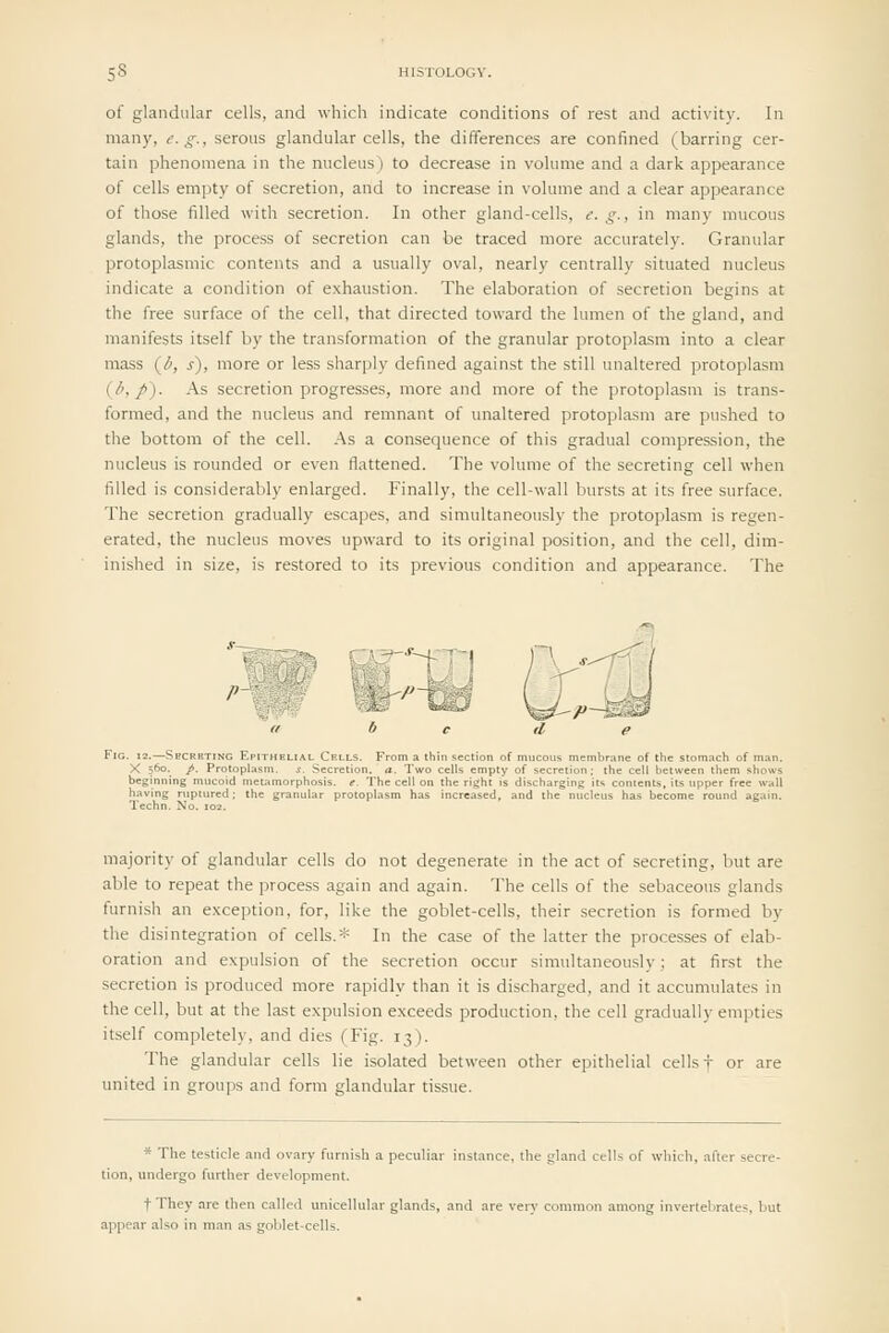 of glandular cells, and which indicate conditions of rest and activity. In many, e.g., serous glandular cells, the differences are confined (barring cer- tain phenomena in the nucleus) to decrease in volume and a dark appearance of cells empty of secretion, and to increase in volume and a clear appearance of those filled with secretion. In other gland-cells, e. g., in many mucous glands, the process of secretion can be traced more accurately. Granular protoplasmic contents and a usually oval, nearly centrally situated nucleus indicate a condition of exhaustion. The elaboration of secretion begins at the free surface of the cell, that directed toward the lumen of the gland, and manifests itself by the transformation of the granular protoplasm into a clear mass (^b, s), more or less sharply defined against the still unaltered protoplasm (J>, p). As secretion progresses, more and more of the protoplasm is trans- formed, and the nucleus and remnant of unaltered protoplasm are pushed to the bottom of the cell. As a consequence of this gradual compression, the nucleus is rounded or even flattened. The volume of the secreting cell when filled is considerably enlarged. Finally, the cell-wall bursts at its free surface. The secretion gradually escapes, and simultaneously the protoplasm is regen- erated, the nucleus moves upward to its original position, and the cell, dim- inished in size, is restored to its previous condition and appearance. The '•'•-4-- Fig. 12.—Sbcrhting Epithelial Cells. From a thin section of mucous membr.-tne of the stomach of n X 5''0- /■ ProtopKism. s. Secretion, a. Two cells empty of secretion: the cell between them sh beginning mucoid metamorphosis, c. The cell on the right is discharging its contents, its upper free having ruptured; the granular protoplasm has increased, and the nucleus has become round ag majority of glandular cells do not degenerate in the act of secreting, but are able to repeat the process again and again. The cells of the sebaceous glands furnish an exception, for, like the goblet-cells, their secretion is formed by the disintegration of cells.* In the case of the latter the processes of elab- oration and expulsion of the secretion occur simultaneously; at first the secretion is produced more rapidly than it is discharged, and it accumulates in the cell, but at the last expulsion exceeds production, the cell gradually empties itself completely, and dies (Fig. 13). The glandular cells lie isolated between other epithelial cells f or are united in groujis and form glandular tissue. * The testicle and ovary furnish a peculiar instance, the gland cells of which, after secre- tion, undergo further development. t They are then called unicellular glands, and are very common among invertelirates, but a]ipcar also in man as goblet-cells.
